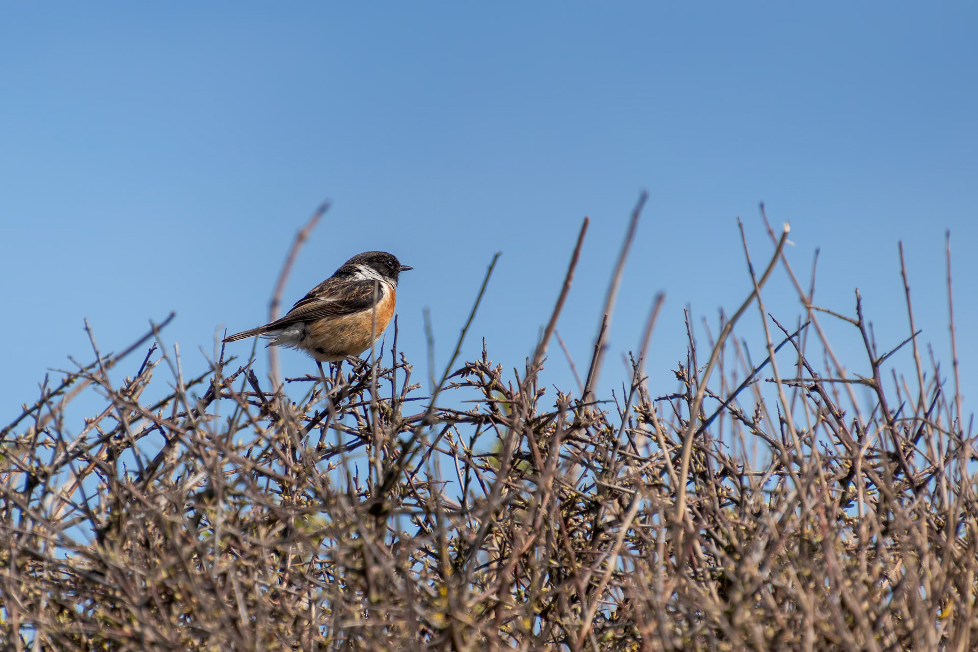 Common Stonechat (Saxicola rubicola) perched in a hedge at Hope Gap near Seaford
