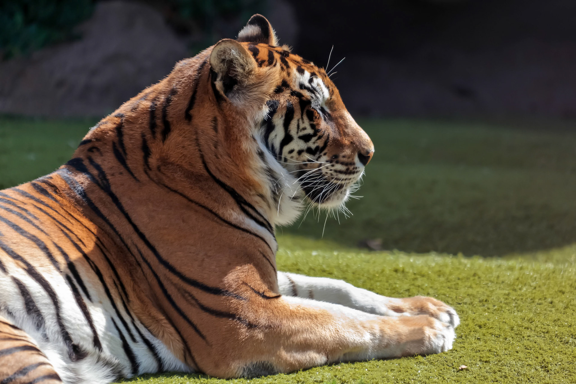 Bengal Tiger