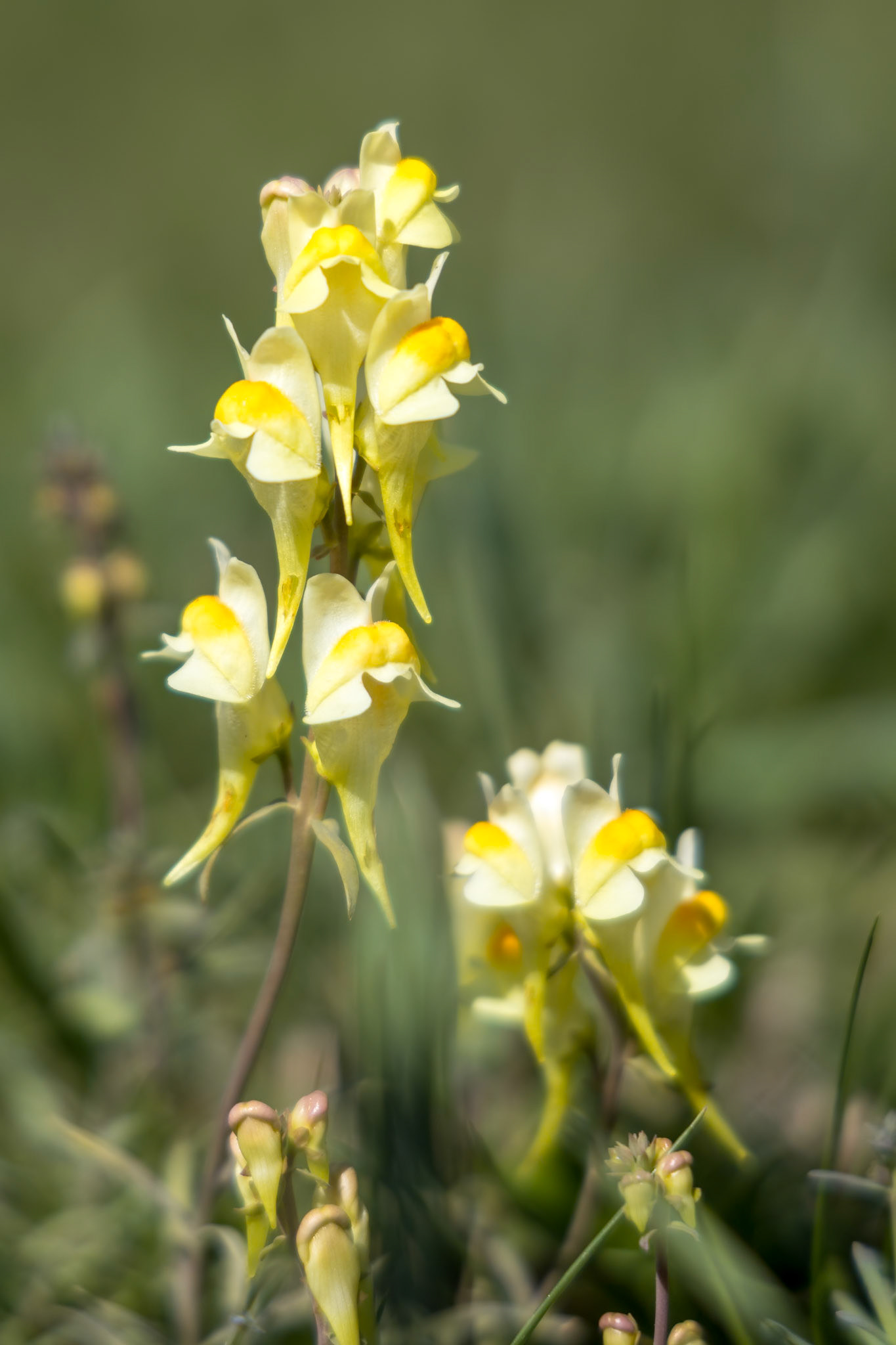 Butter and Eggs (Linaria vulgaris Mill.) growing on the South Downs near Alfriston, East Sussex