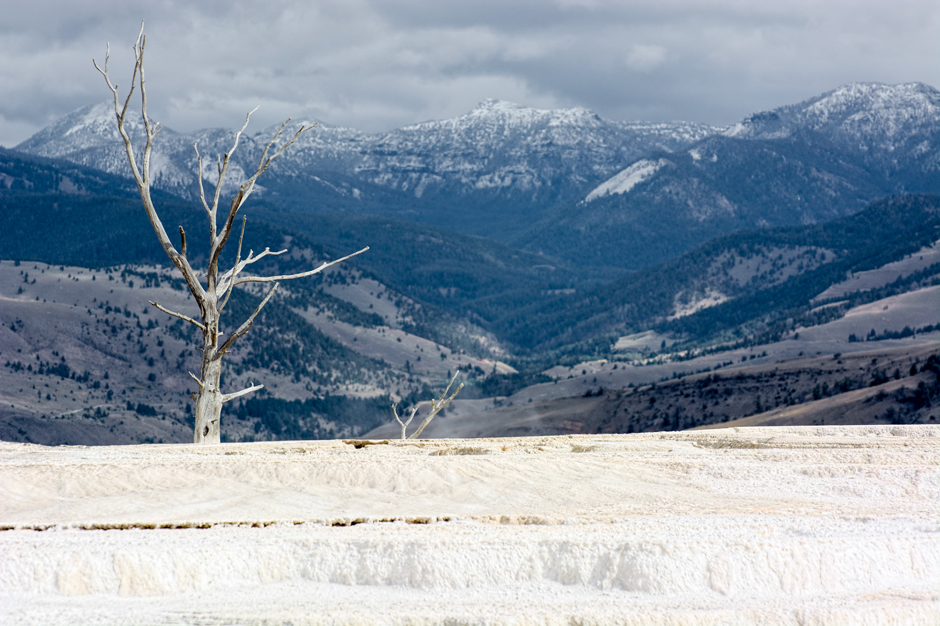 Dead tree at Mammoth Hot Springs