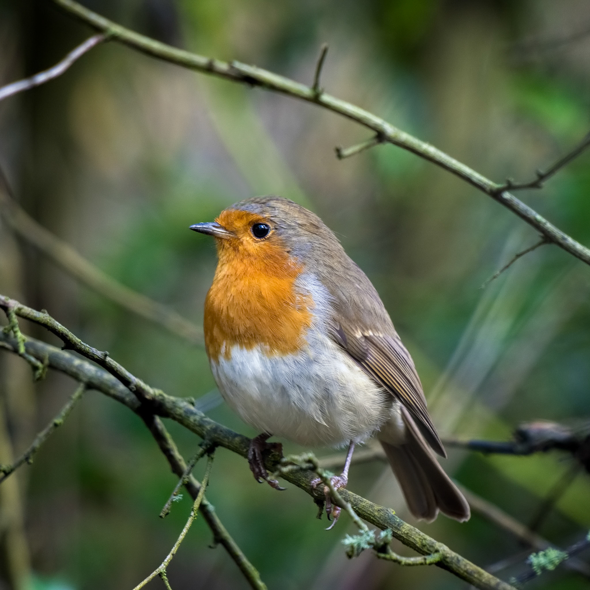 Robin looking alert in a tree on an autumn day
