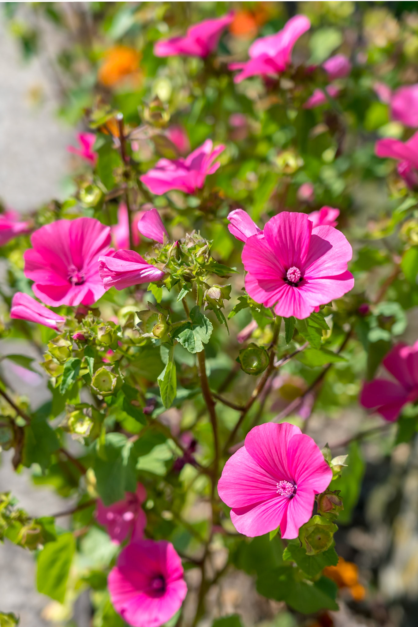 Pink Hibiscus flowering in a garden in Romania