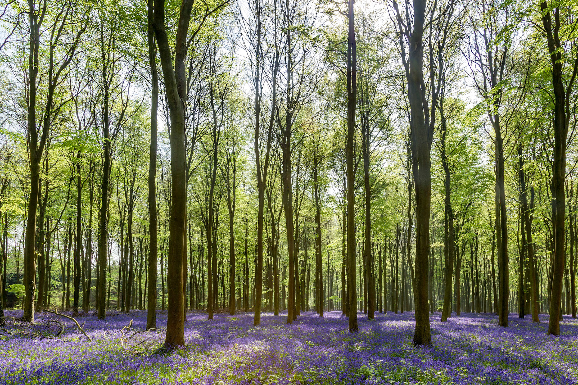 Spring Sunshine Illuminating the Bluebells