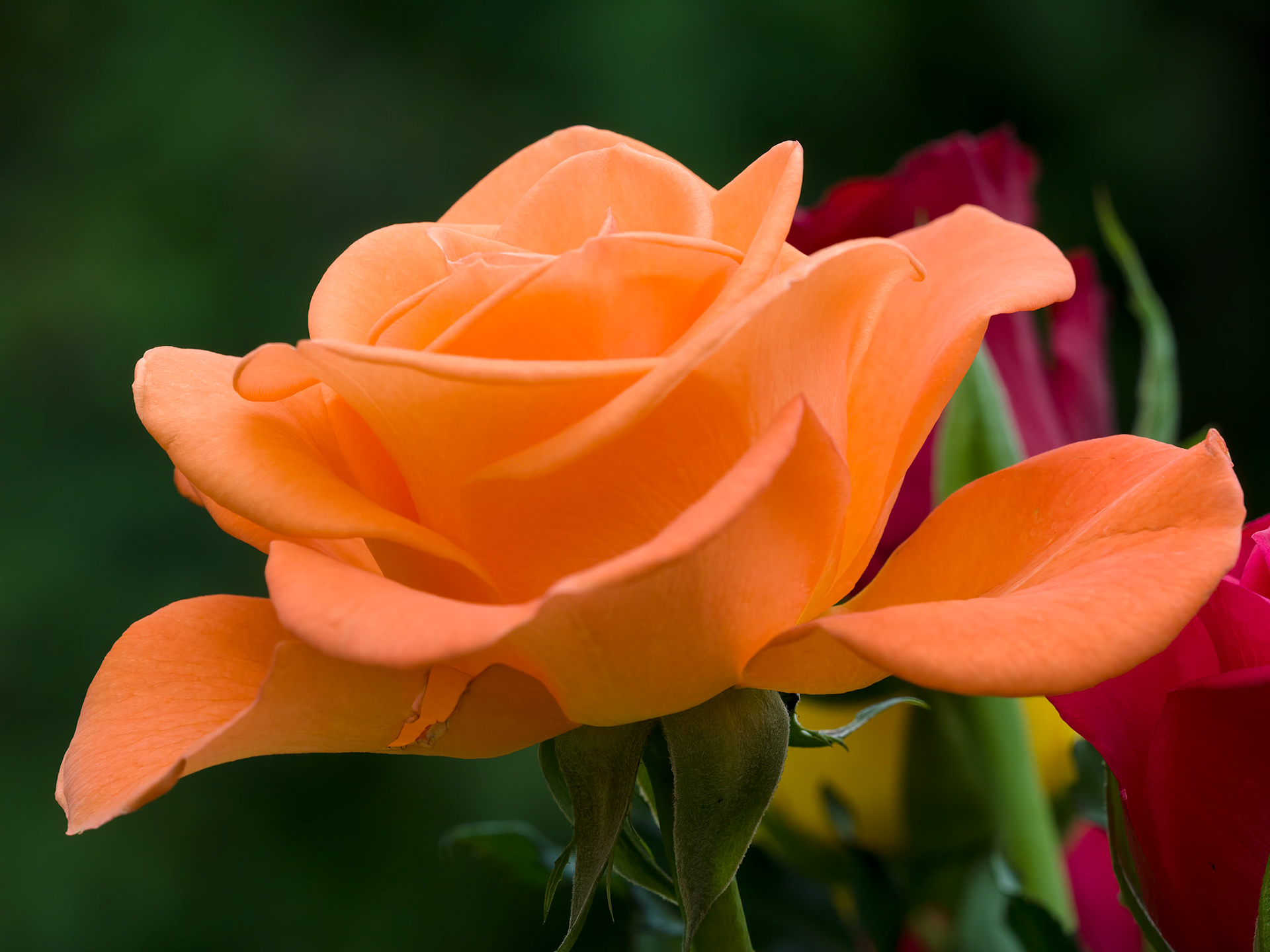 Close-up view of a beautiful orange rose
