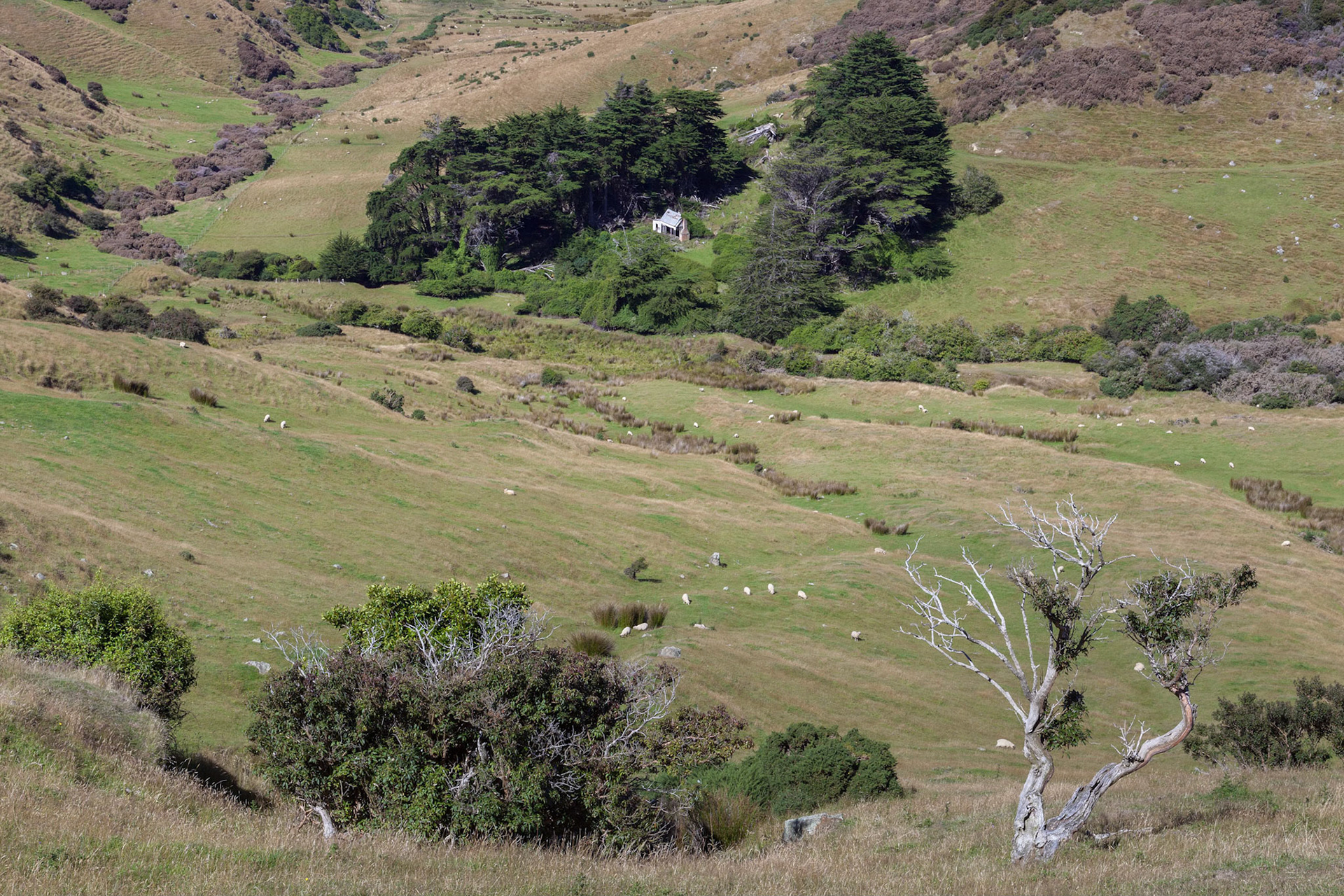 Scenic view of the  countryside in the Otago Peninsula