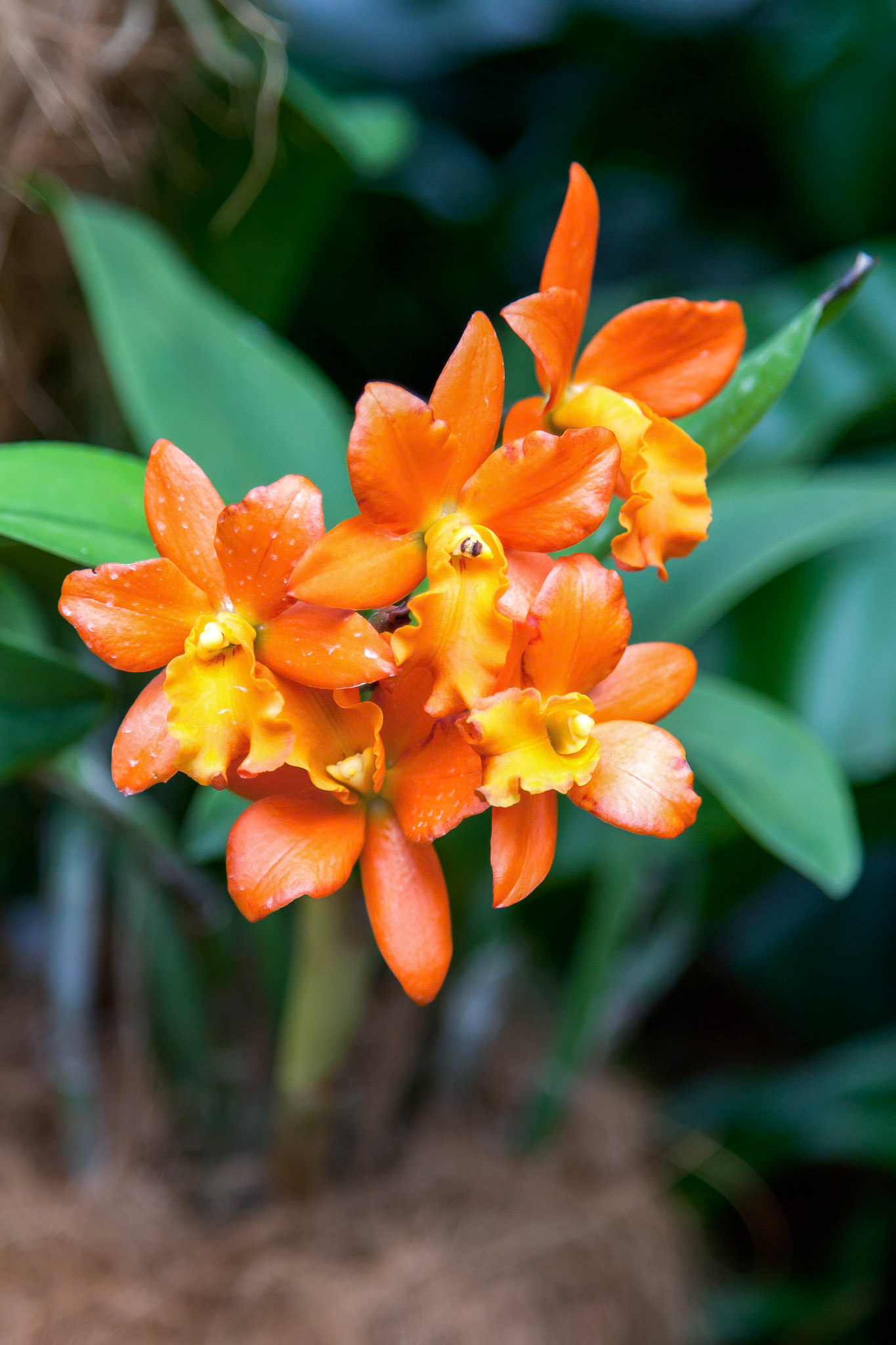 Orchid in Singapore Botannical Gardens