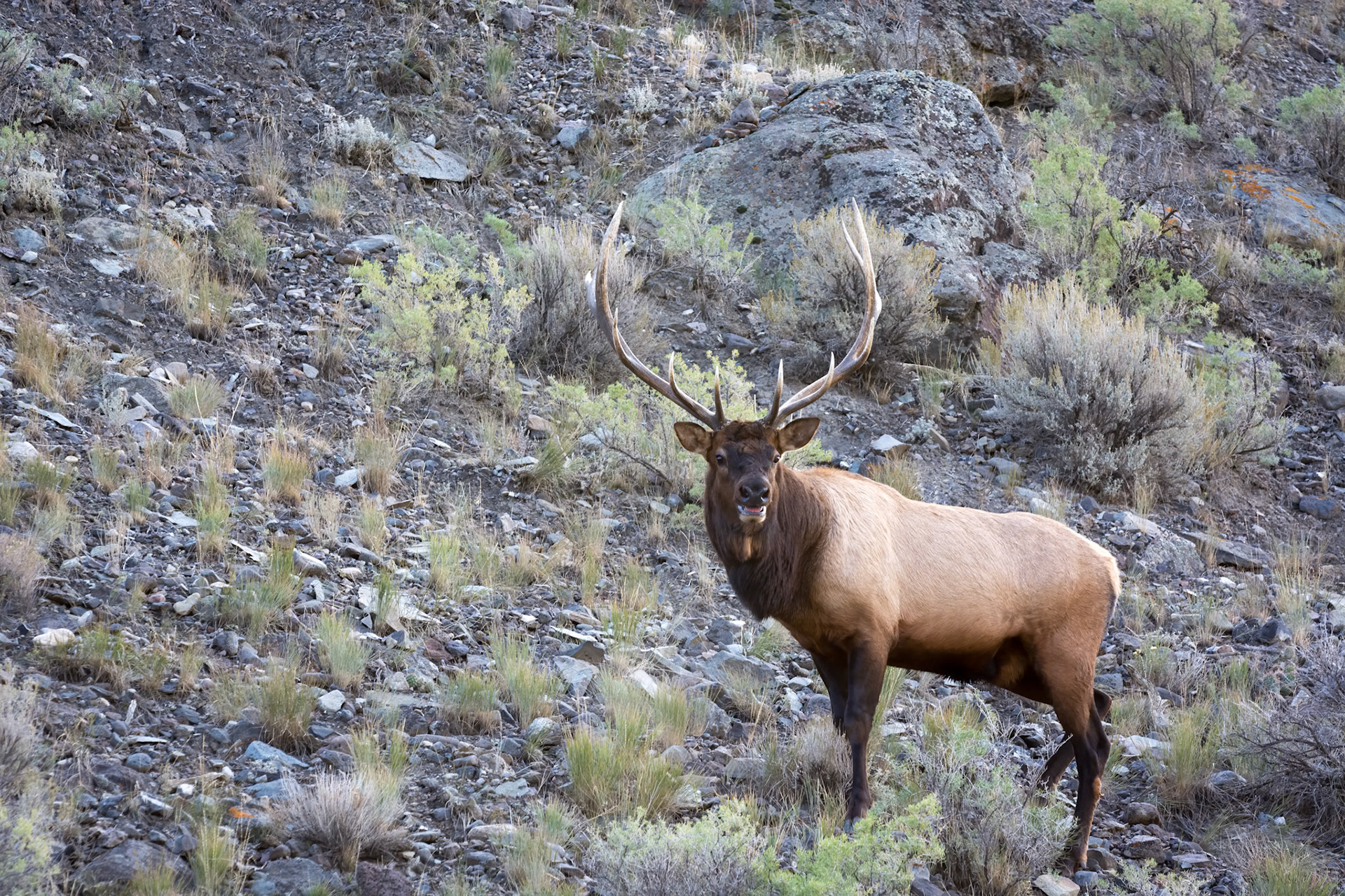 Elk or Wapiti, Cervus canadensis, walking through scrubland in Yellowstone