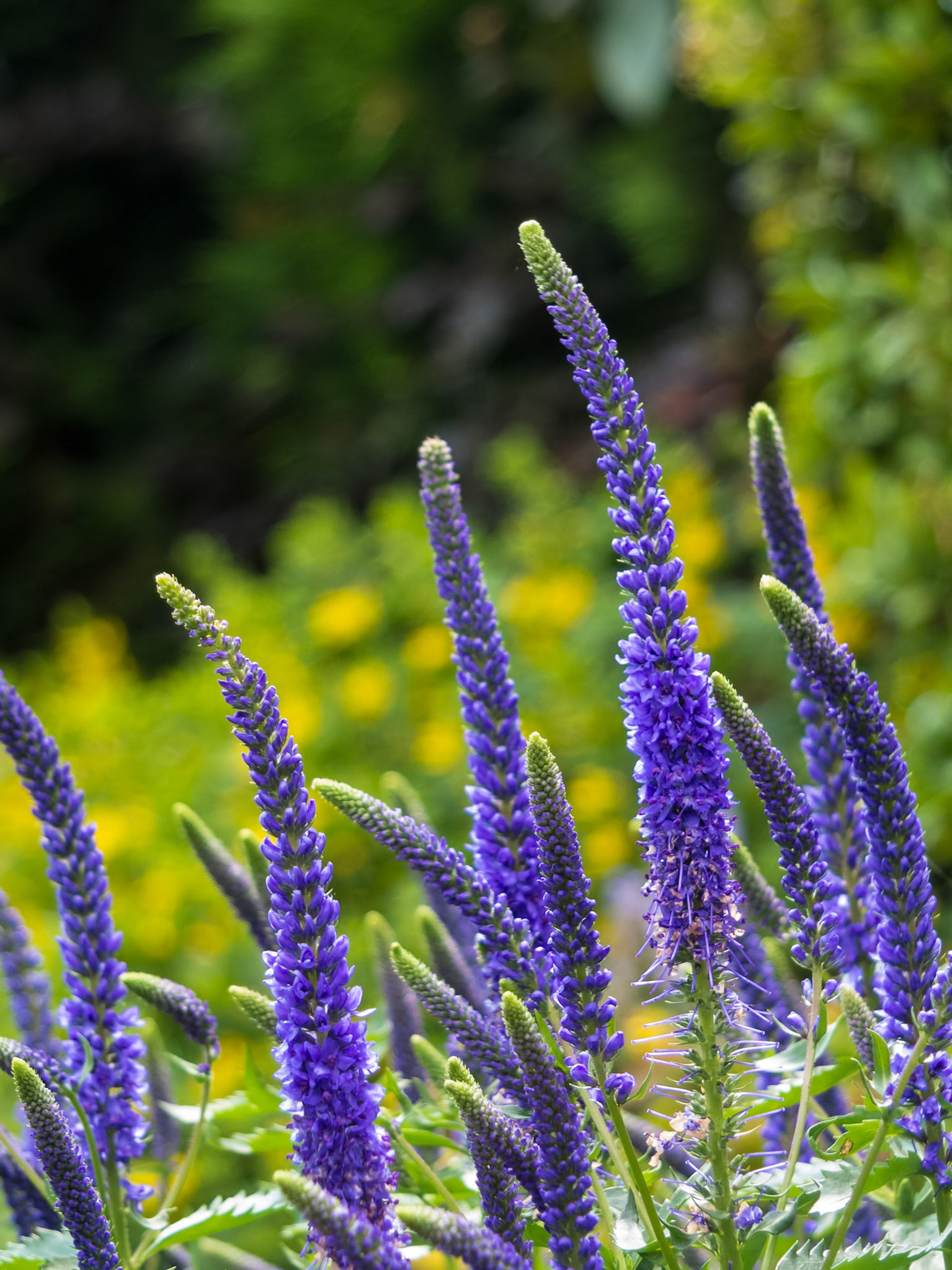Flowering spikes of Veronica Spicata Ulster Dwarf Blue flower