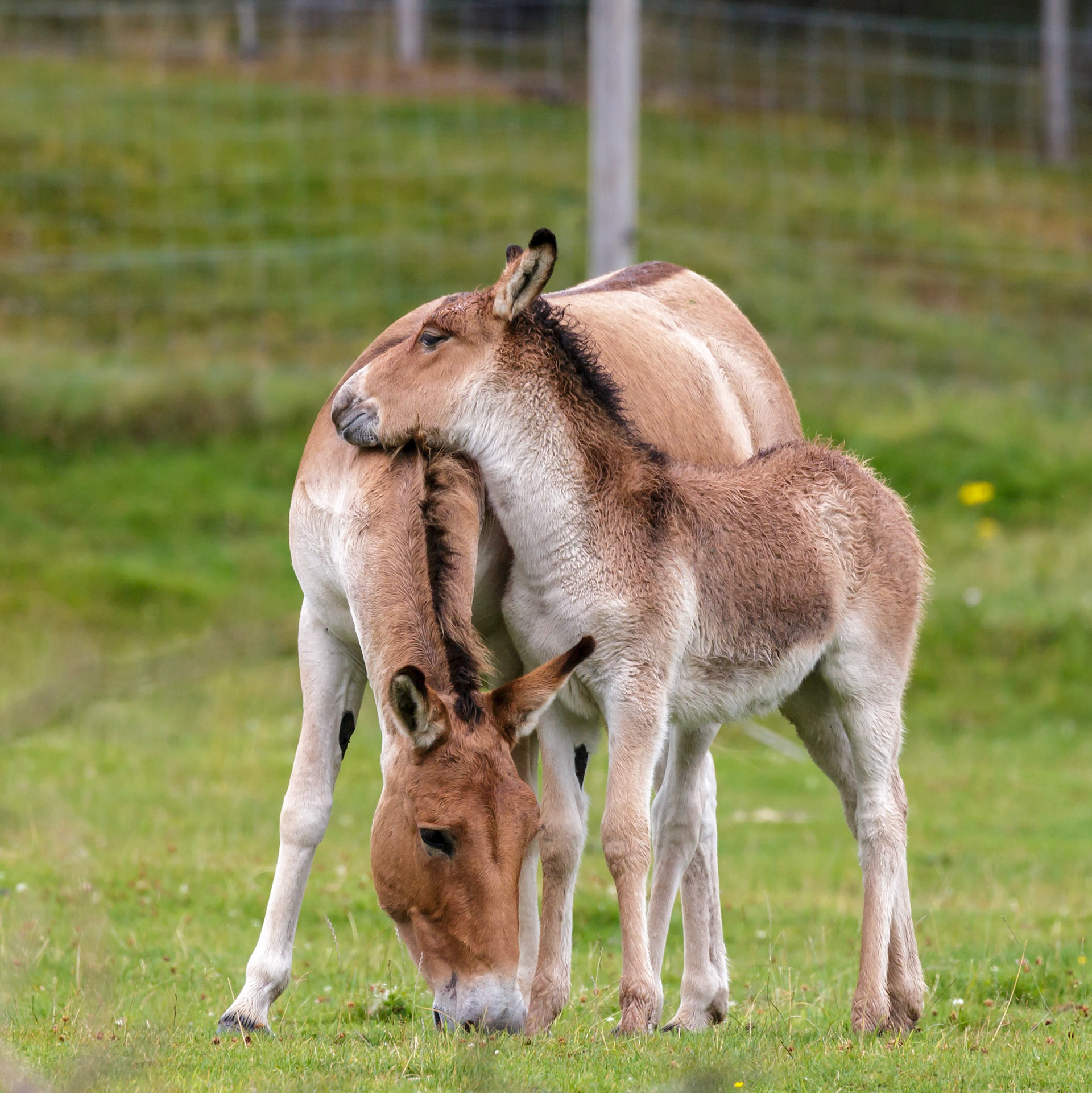 Przewalski Horse (Equus ferus przewalskii)