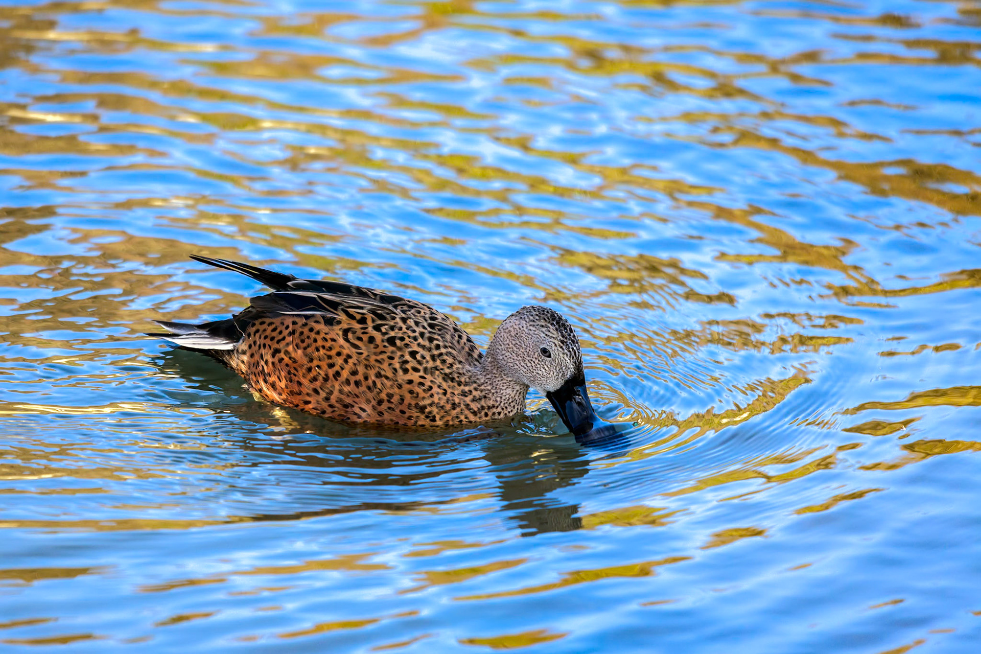 Cape Shoveler (Anas smithii)