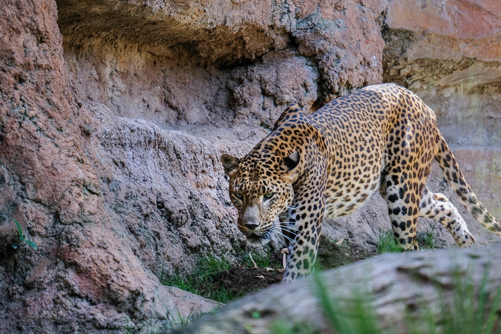 FUENGIROLA, ANDALUCIA/SPAIN - JULY 4 : Leopard Prowling in the Bioparc in Fuengirola Costa del Sol Spain on July 4, 2017