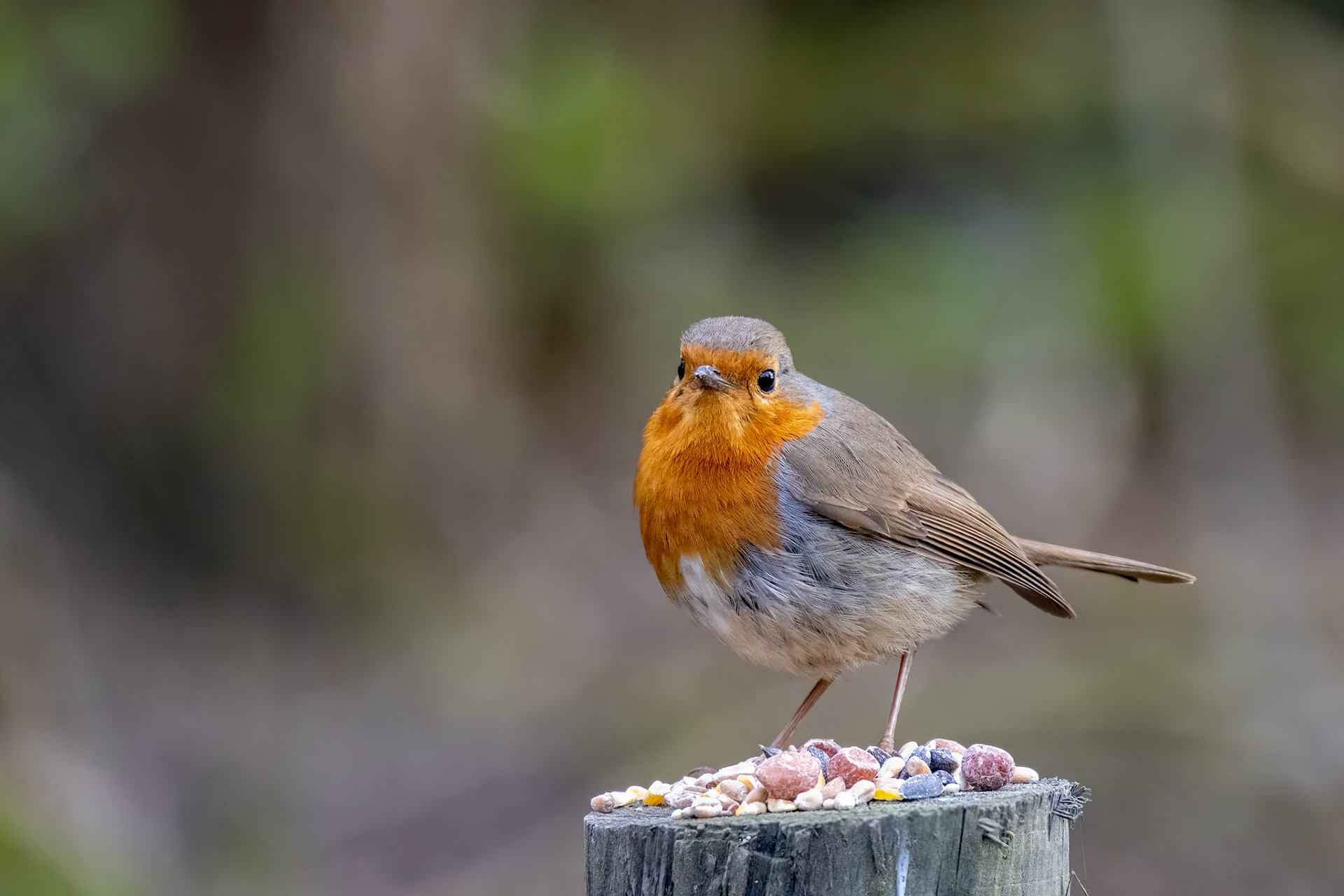 Close-up of an alert Robin standing on a tree stump covered with seeds