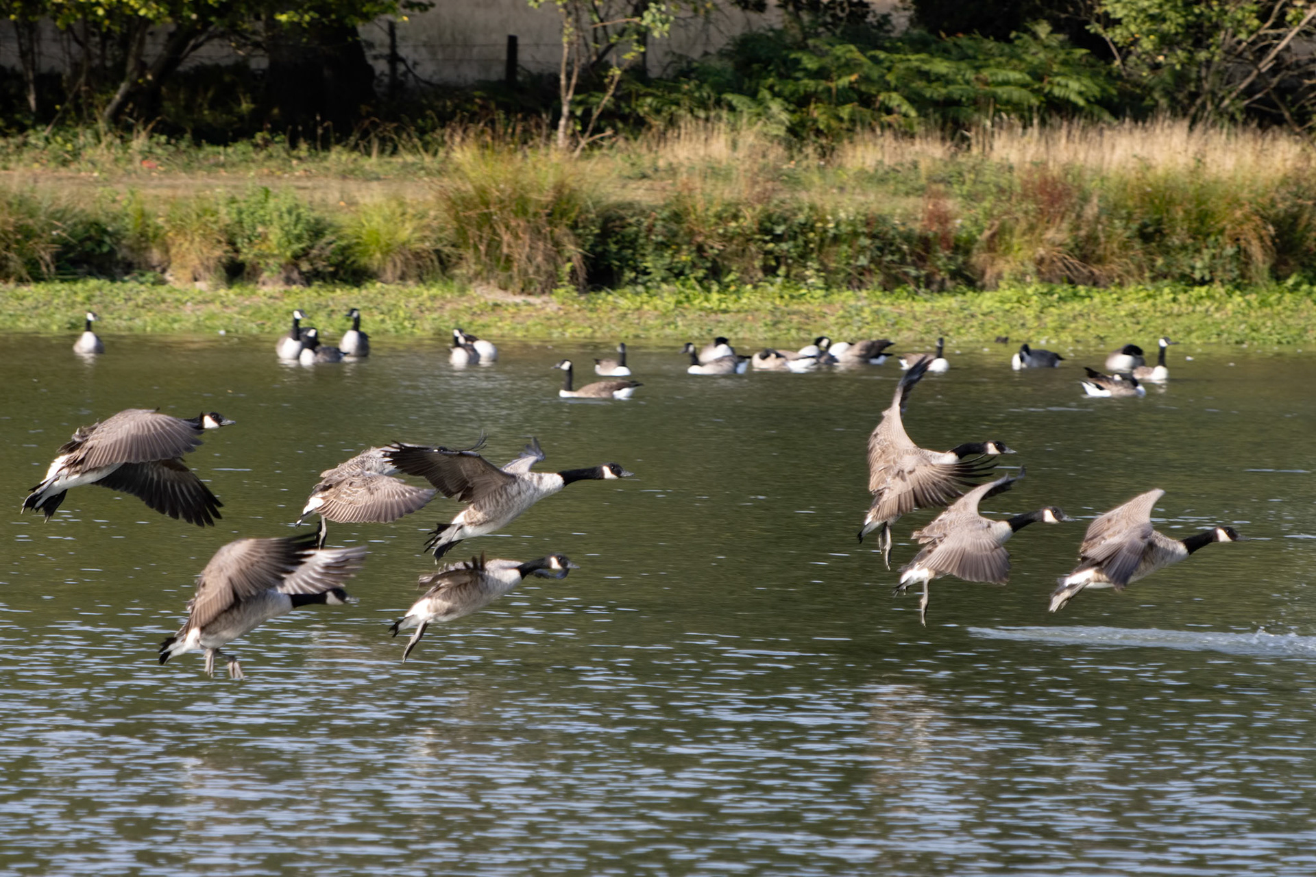 Canada Geese (Branta canadensis) arriving at a lake in Sussex