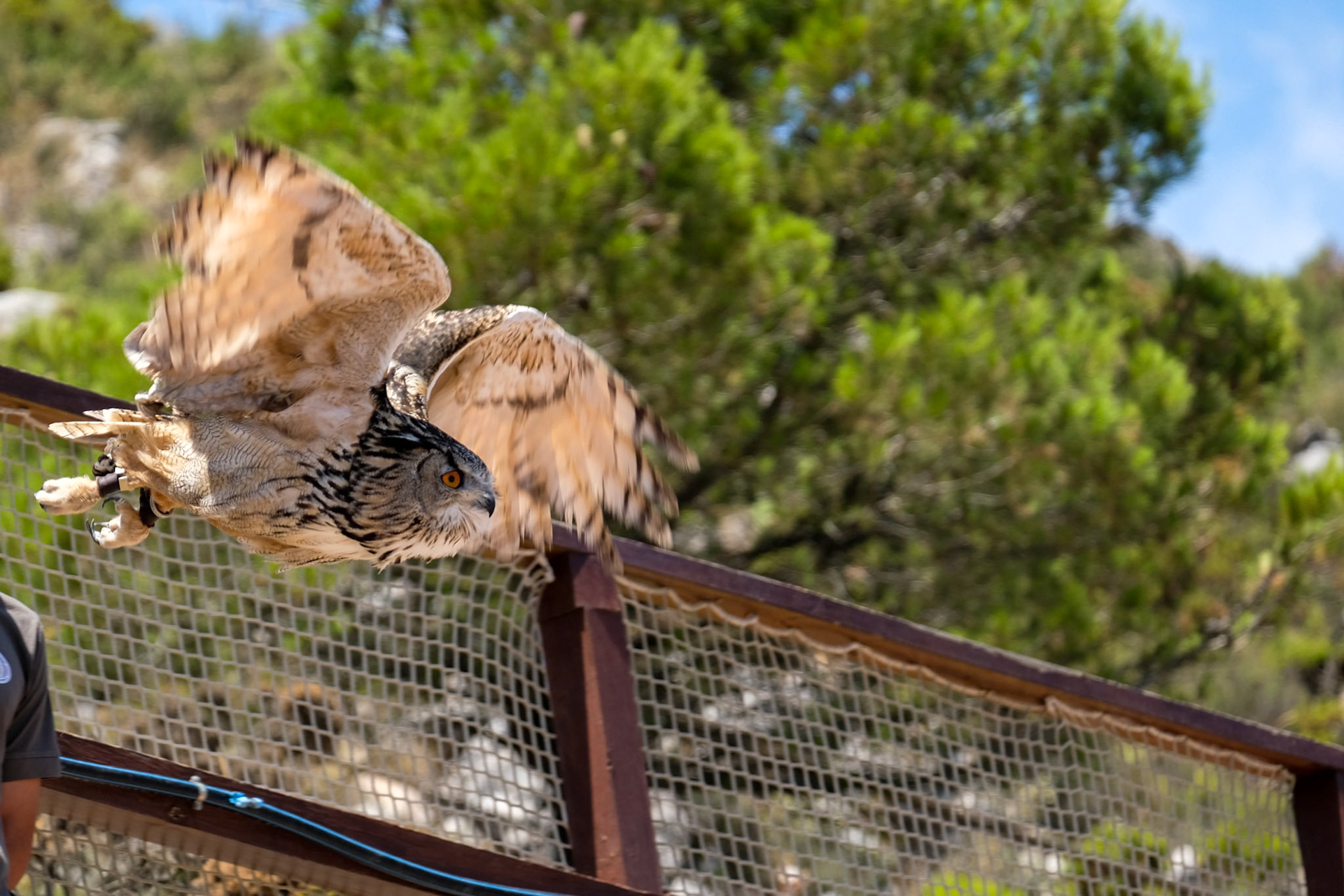 Eurasian Eagle-Owl (Bubo bubo) at Mount Calamorro
