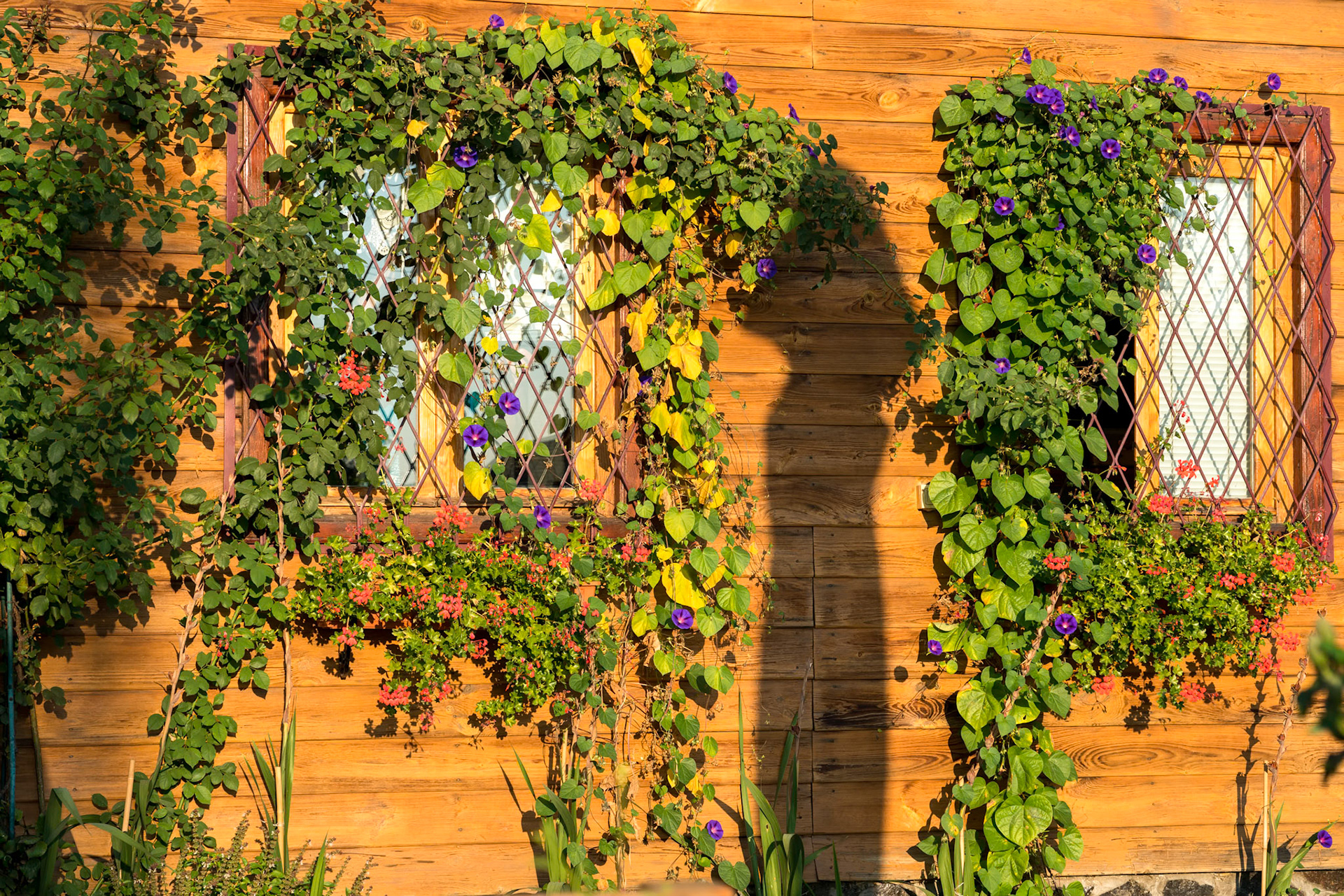 SIBIEL, TRANSYLVANIA/ROMANIA - SEPTEMBER 17 : Morning sunlight on a house in Sibiel Transylvania Romania on September 17, 2018