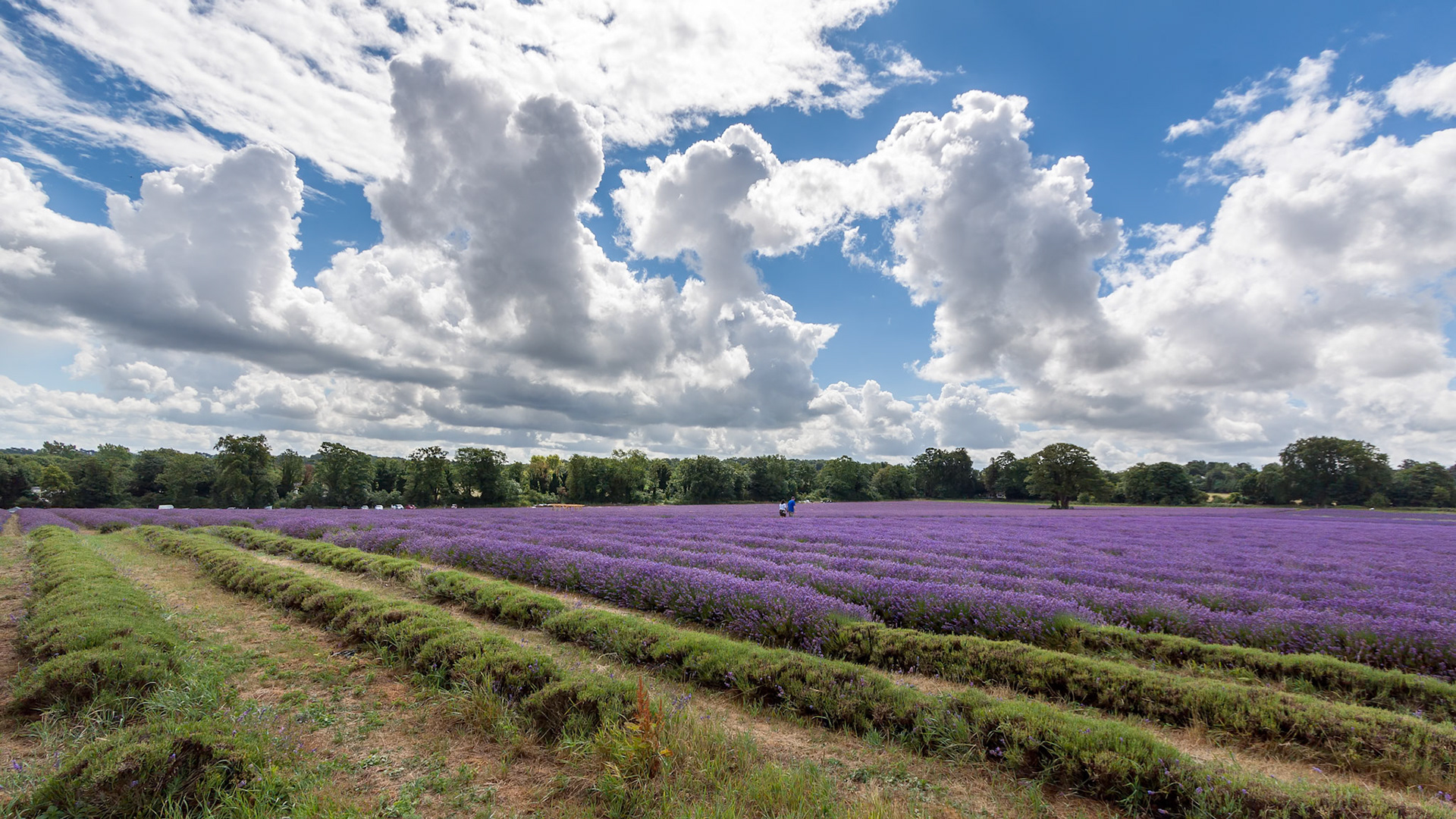 BANSTEAD, SURREY/UK - JULY 22 : Lavender Field in Full Bloom in Banstead Surrey on July 22, 2010. Two unidentified people
