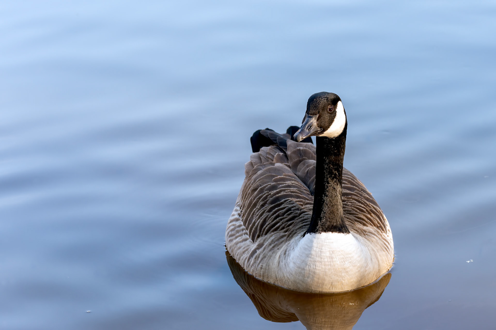 Canada Goose swimming in the lake at Riverside Garden Park