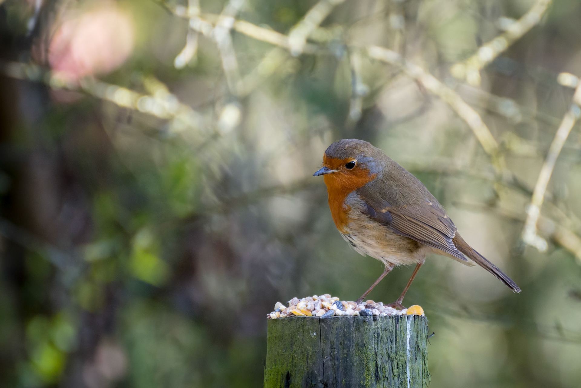 Close-up of an alert Robin standing on a tree stump covered with seeds