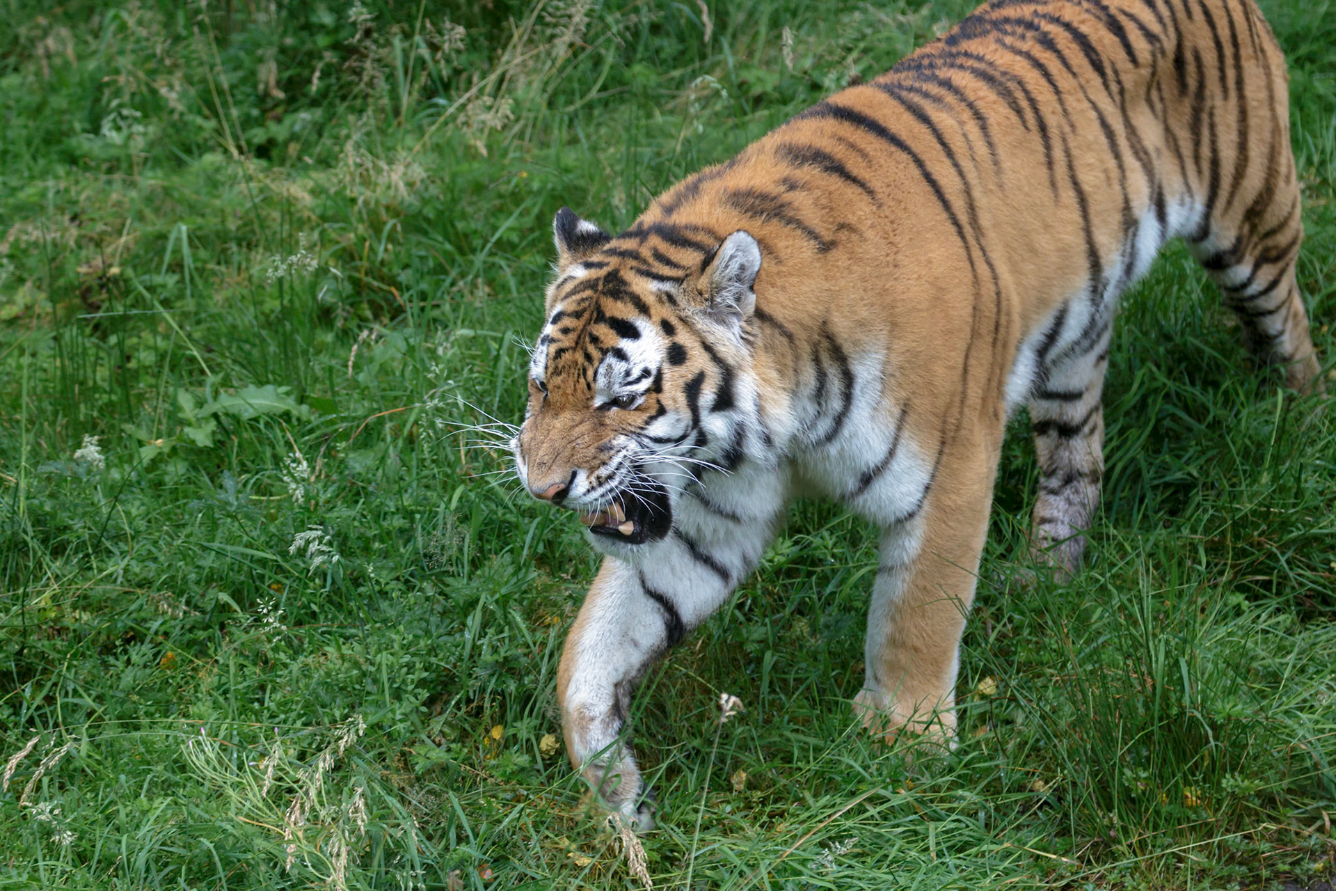 Siberian Tiger (Panthera tigris altaica) or Amur Tiger