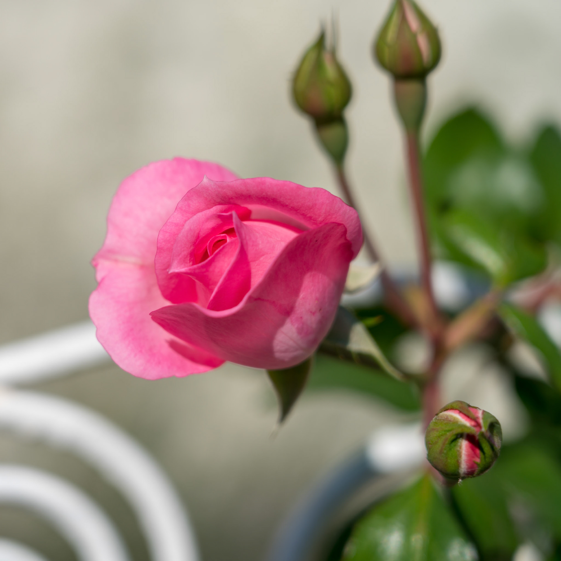 Pink Rose flowering in Romania