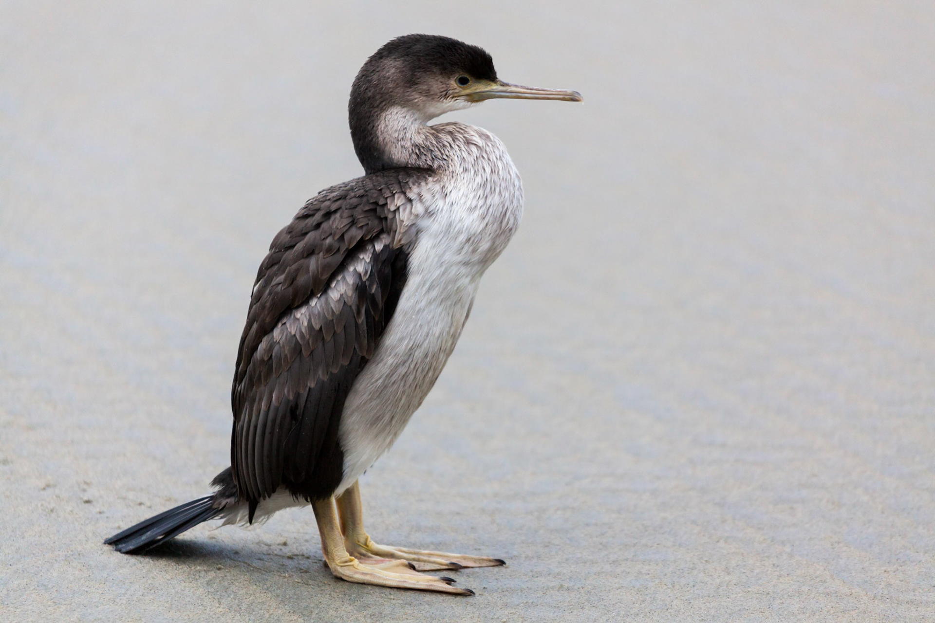 Spotted Shag (Phalacrocorax punctatus)