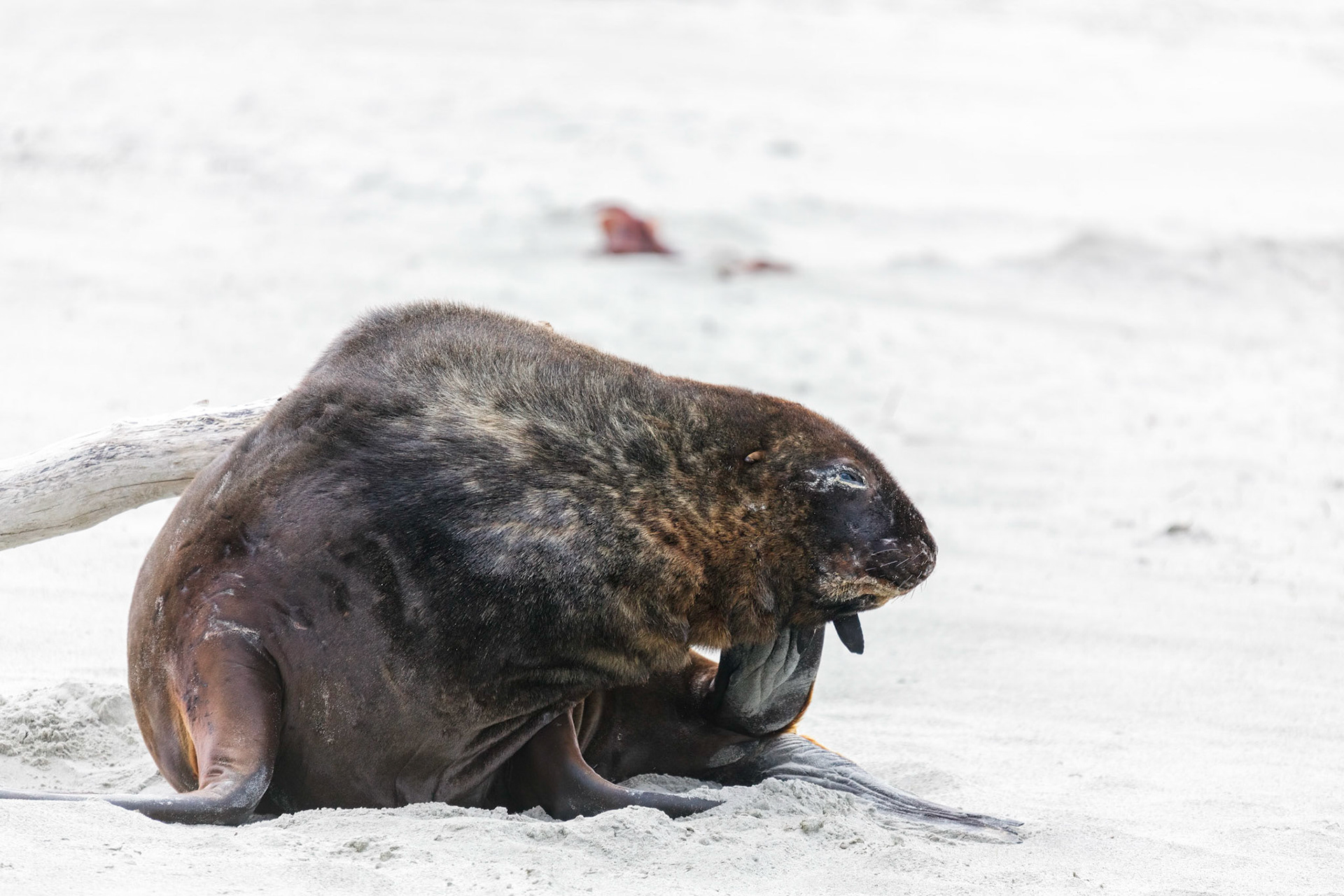 New Zealand Sea Lion (Phocarctos hookeri) havig a scratch on the beach