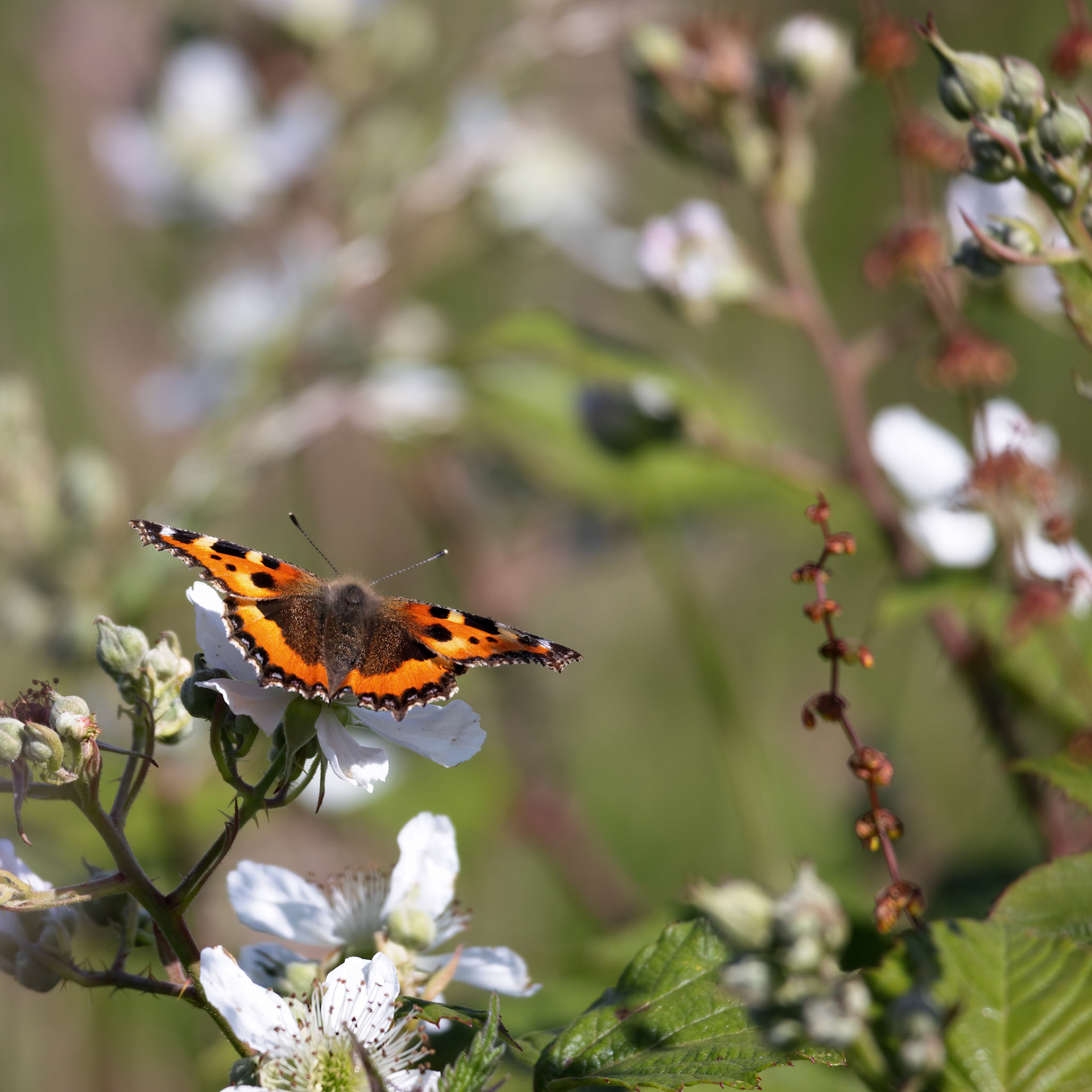 Small Tortoiseshell butterfly feeding on a Blackberry flower