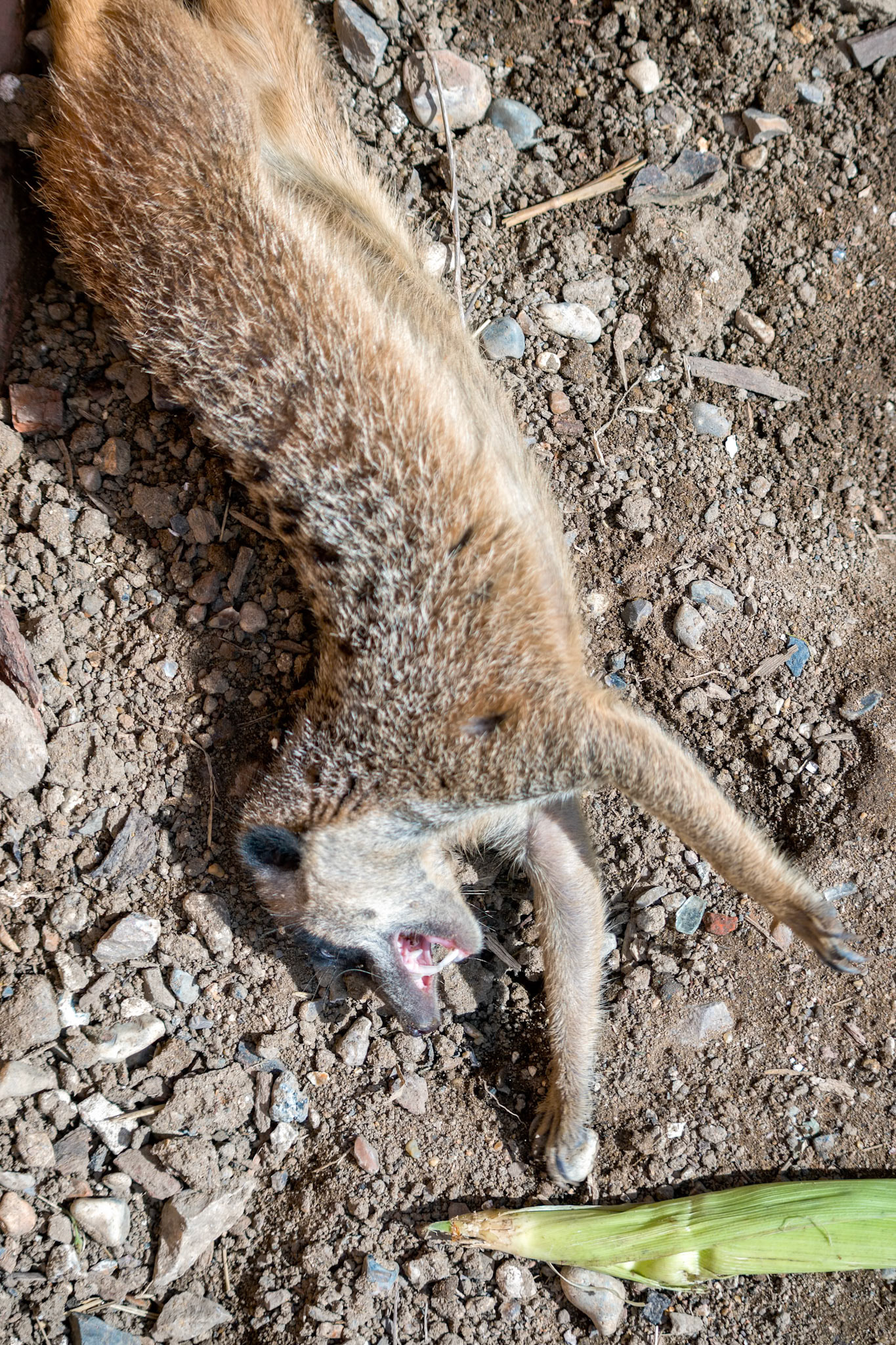 Meerkat or Suricate (Suricata suricatta) playing with maize