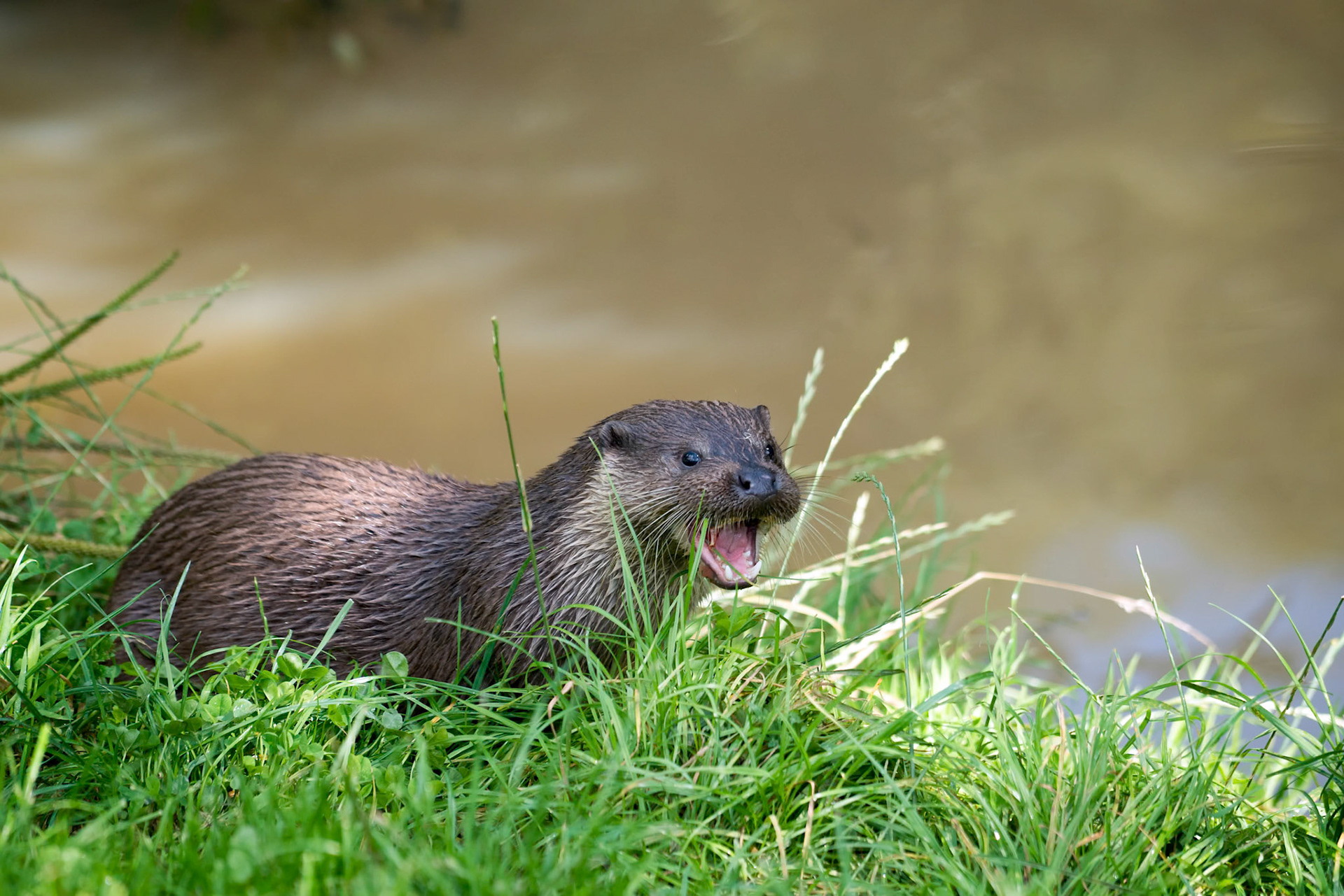 Eurasian Otter (Lutra lutra)