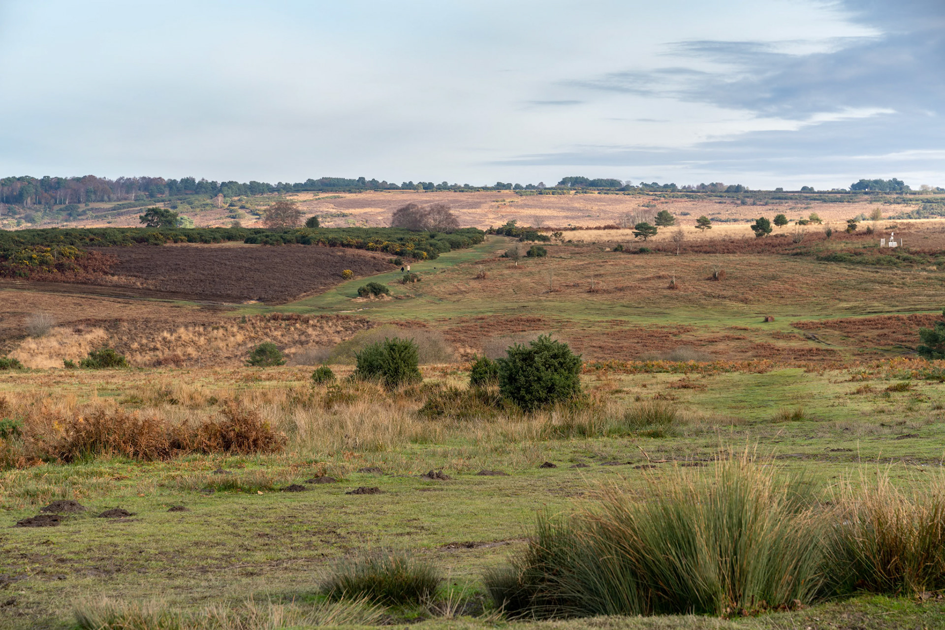 ASHDOWN FOREST, SUSSEX/UK - NOVEMBER 17 : Autumnal view of the Ashdown Forest in East Sussex on November 17, 2019. Two unidentified people