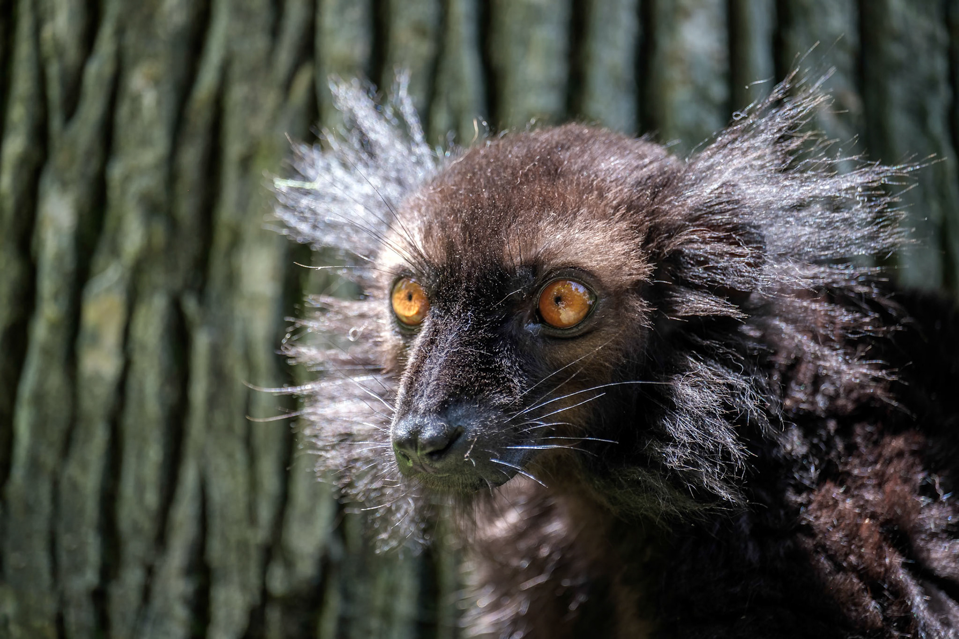 Black Lemur (Eulemur macaco) at the Bioparc Fuengirola