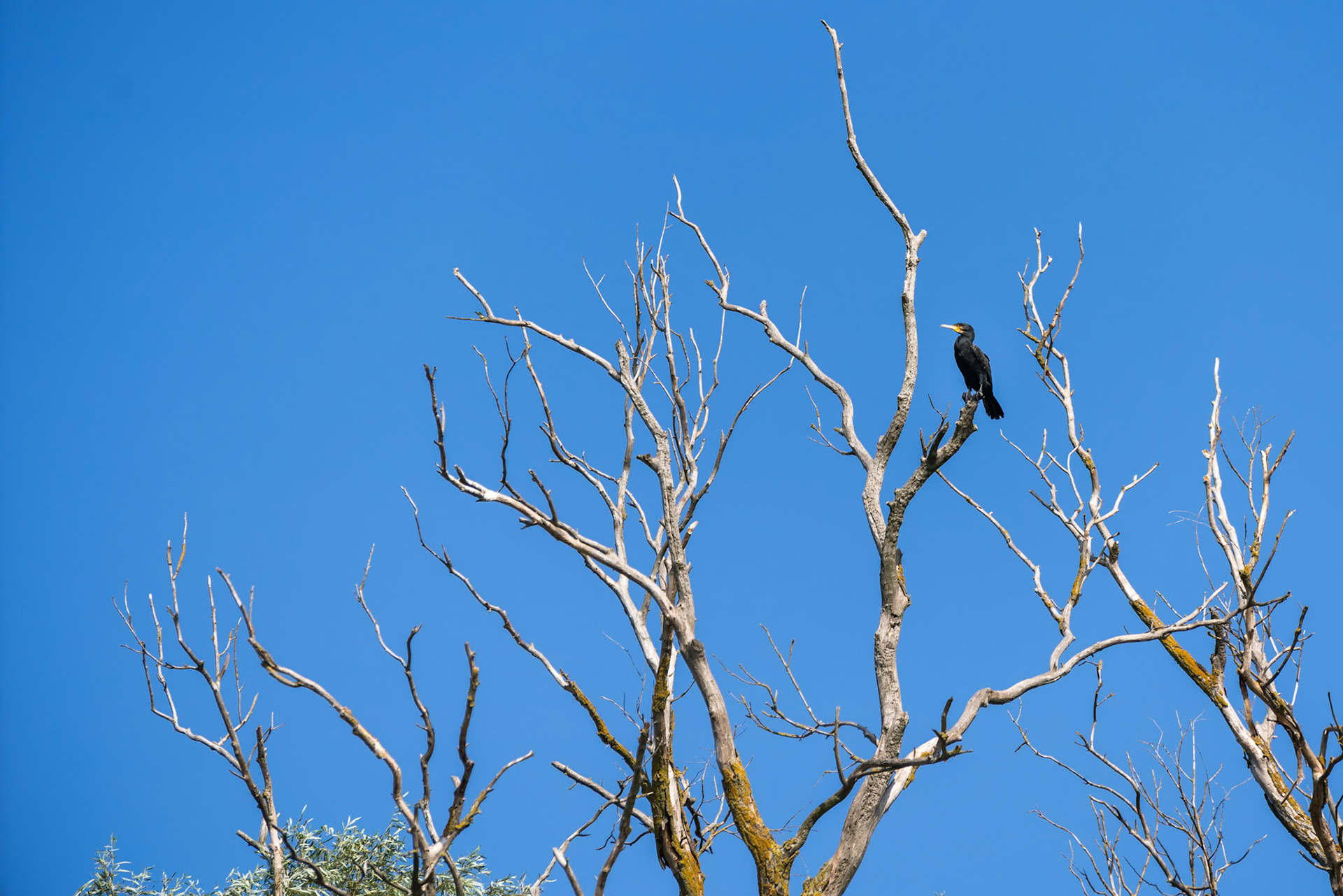 Great Cormorant (phalacrocorax carbo) perched in a tree in the Danube Delta