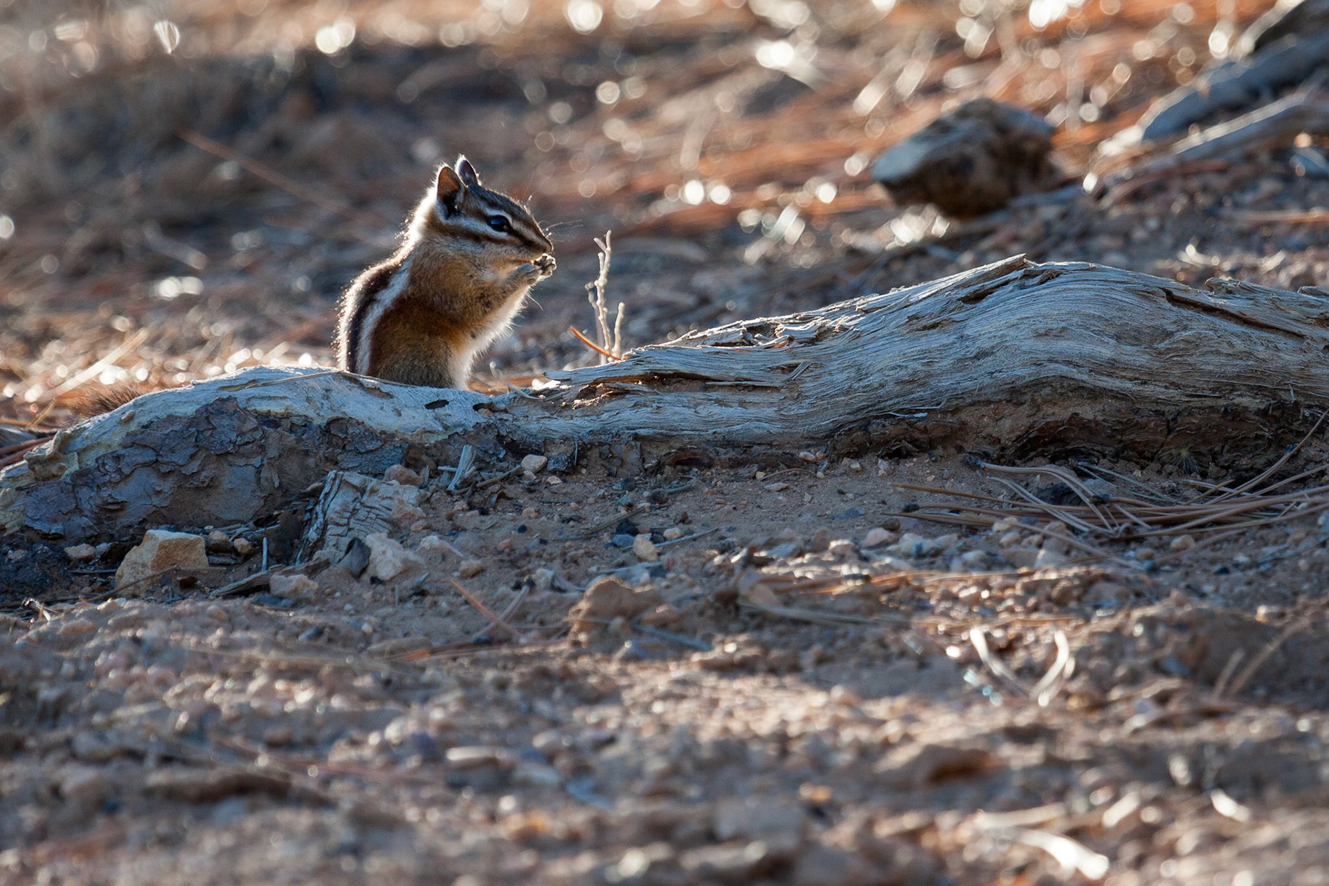 Close-up of a Chipmunk at Bryce Canyon