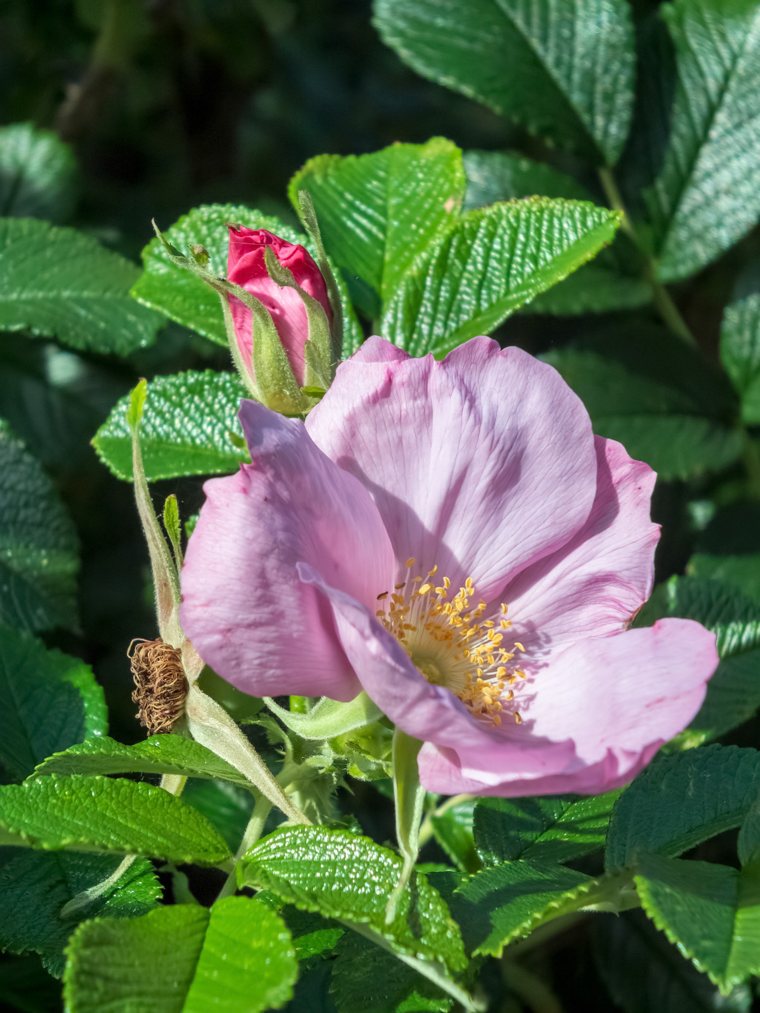 Cultivated Ornamental Dog Rose flowering in an English garden