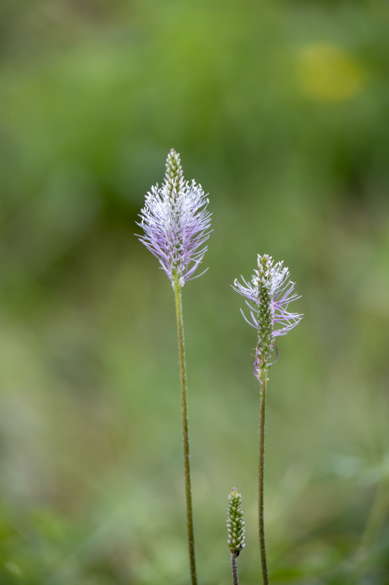 Hoary Plantain (Plantago media) growing wild in Italy