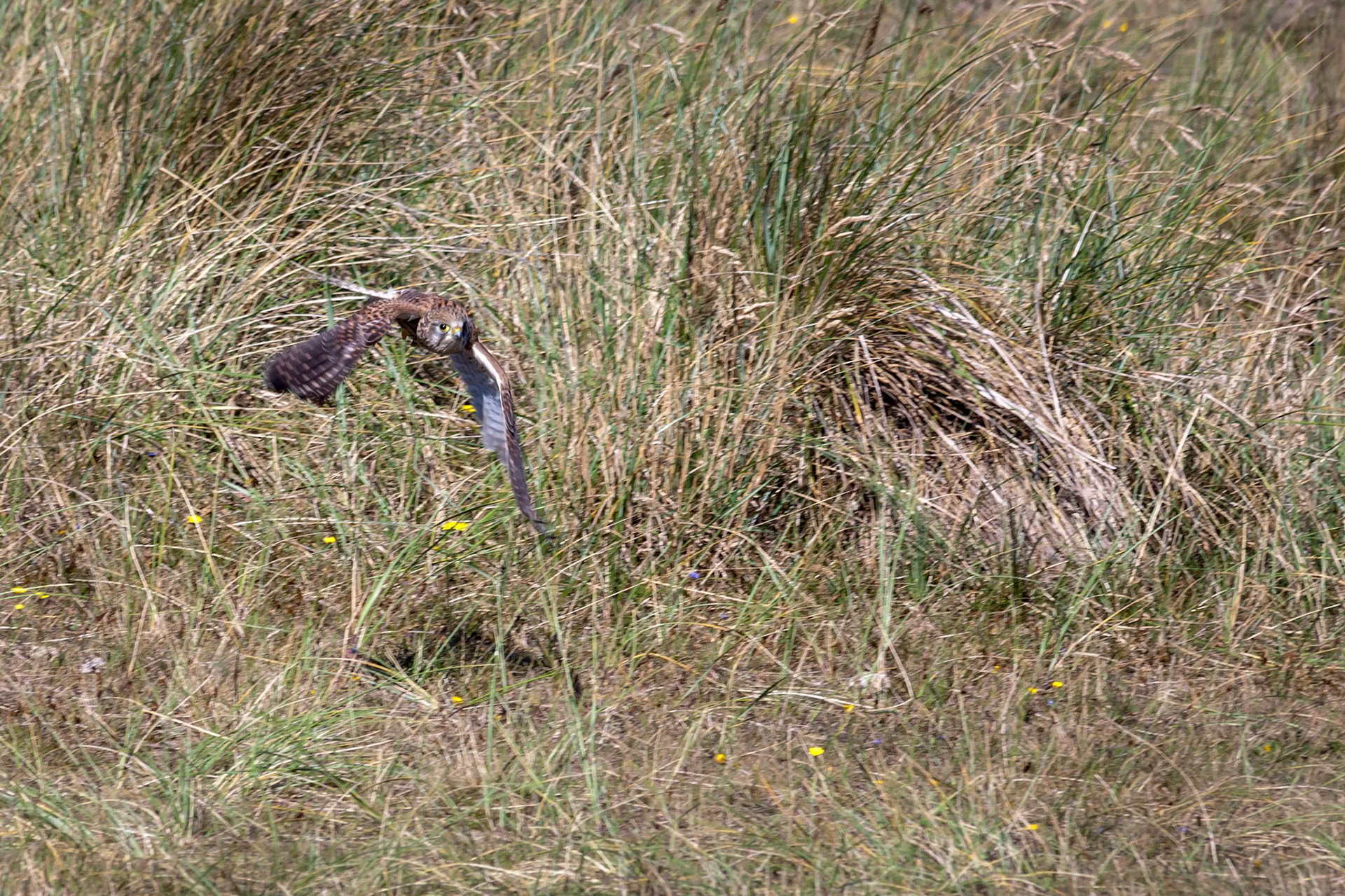 Kestrel in Flight