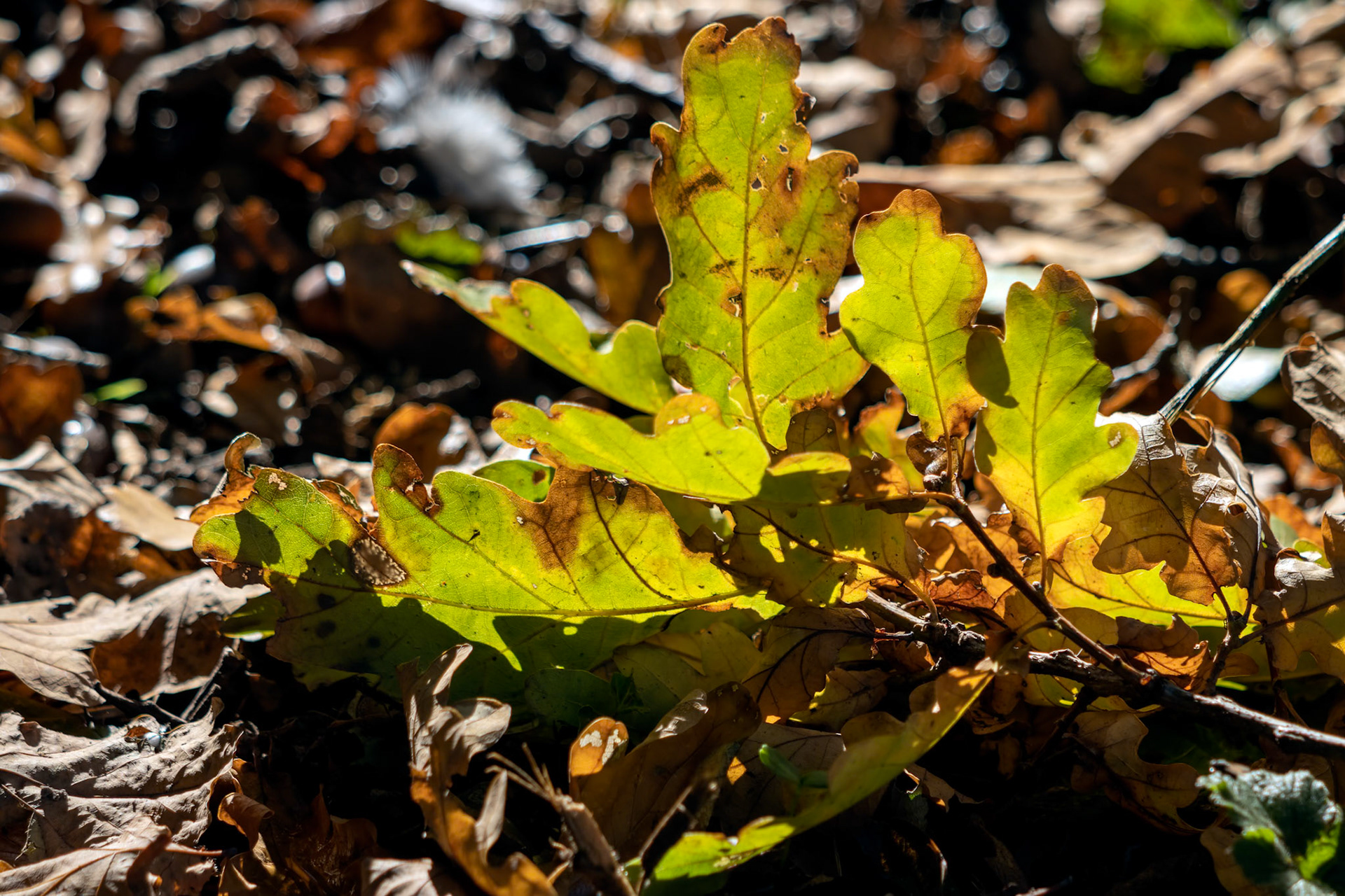 Fallen Oak leaves on the ground in autumn