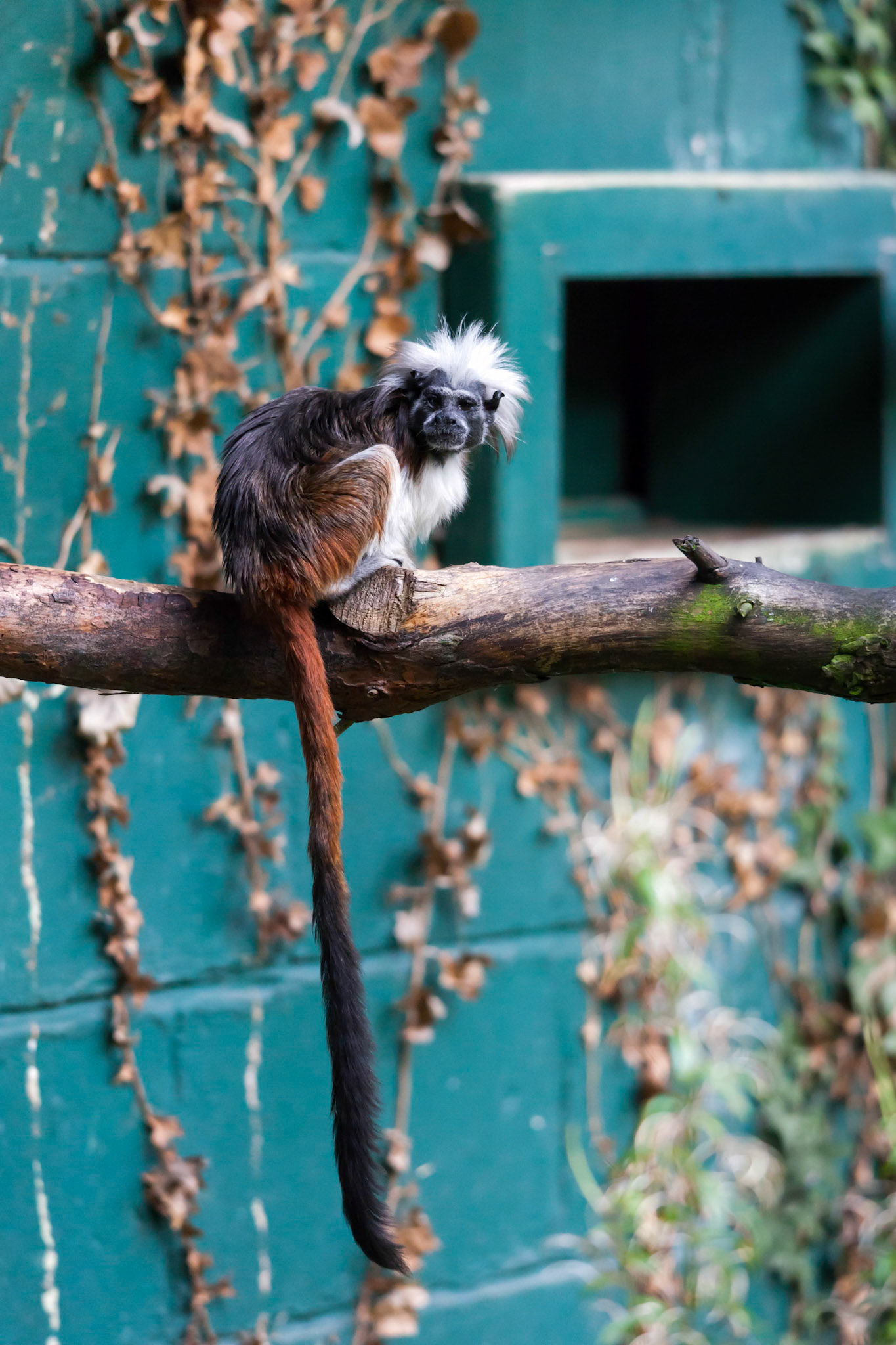 Colwyn Bay, Conwy, Wales, UK, 2012. Cotton-top Tamarin resting on a branch