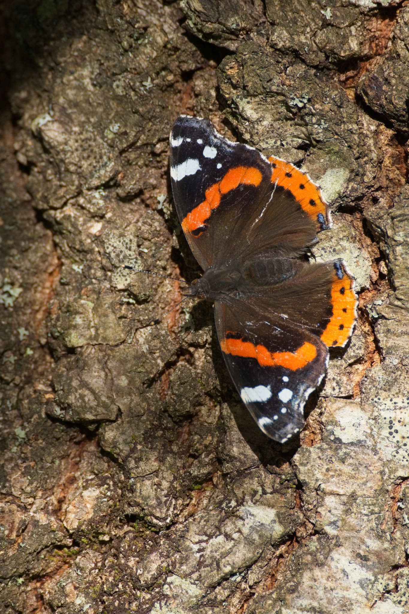 Red Admiral butterfly, Vanessa atlanta, clinging to a tree in the autumn sunshine