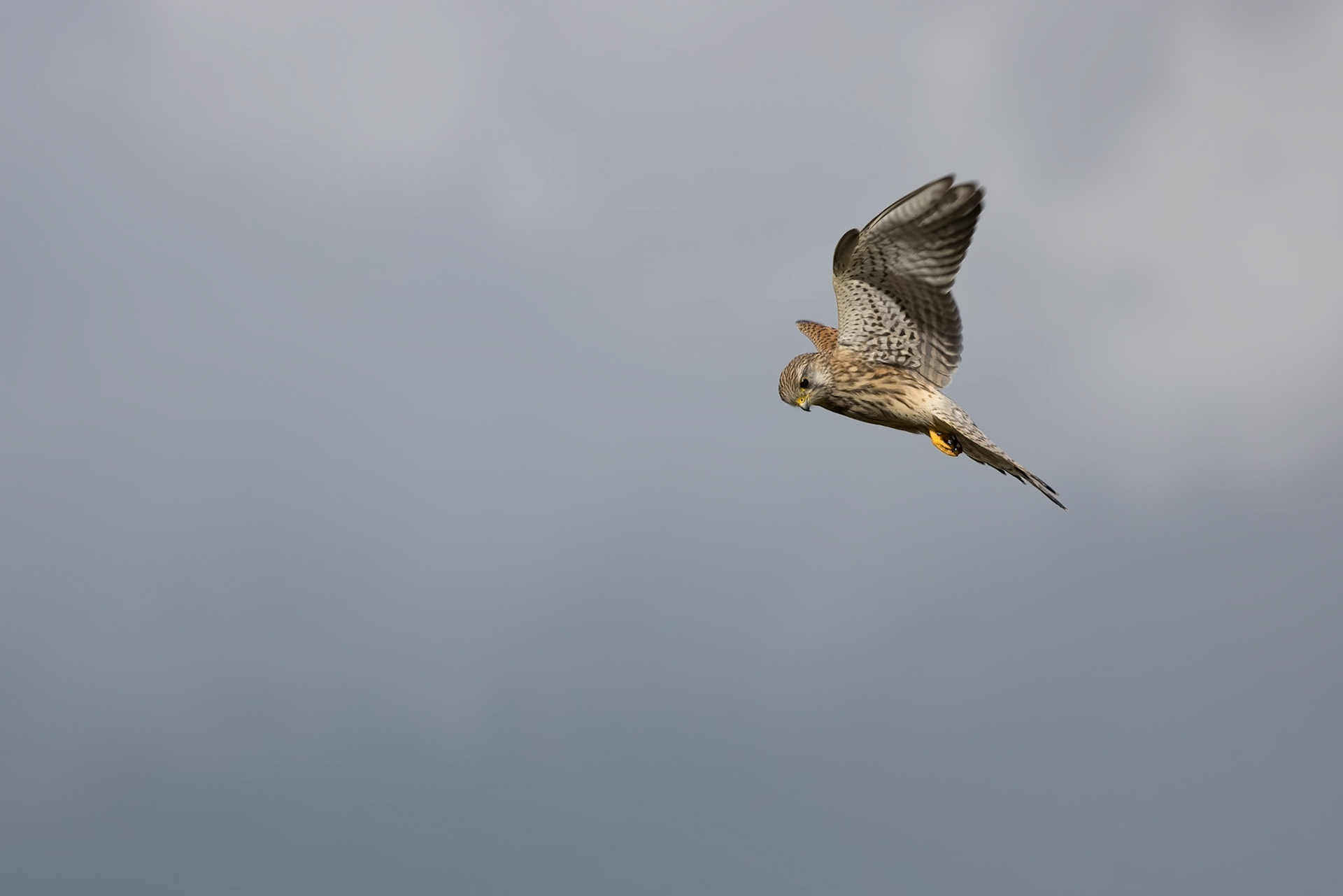 Kestrel hovering over a field near East Grinstead looking for prey
