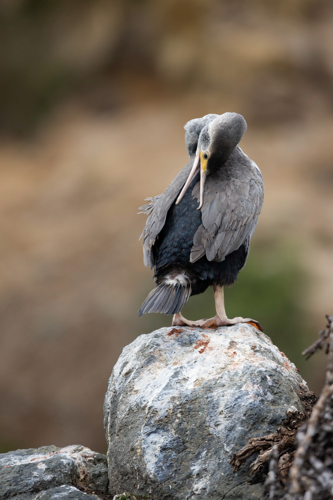 Spotted Shag (Phalacrocorax punctatus) preening in New Zealand
