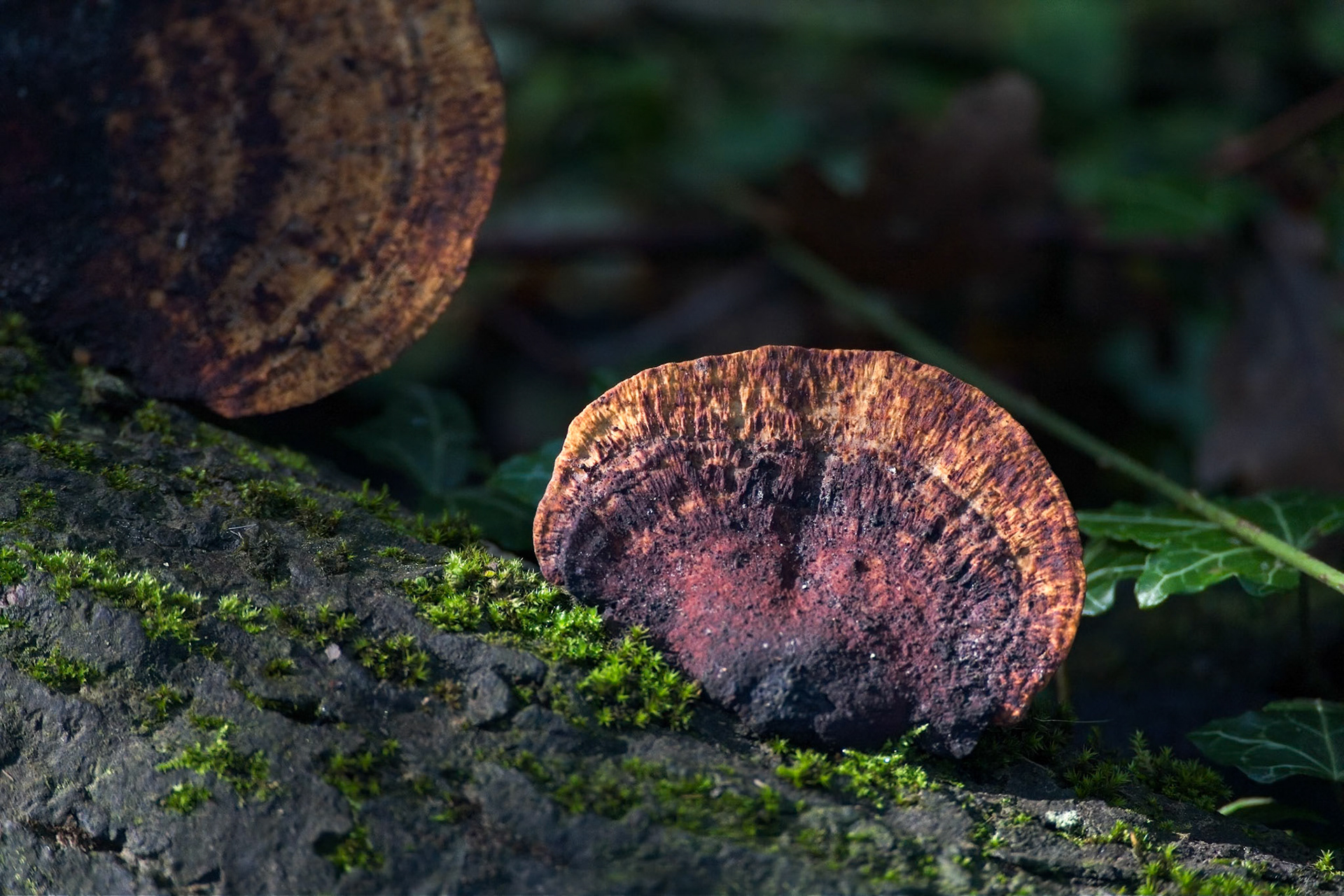 Sunlit Red-Belted Bracket, Fomitopsis pinicola,  fungus growing on a dead tree