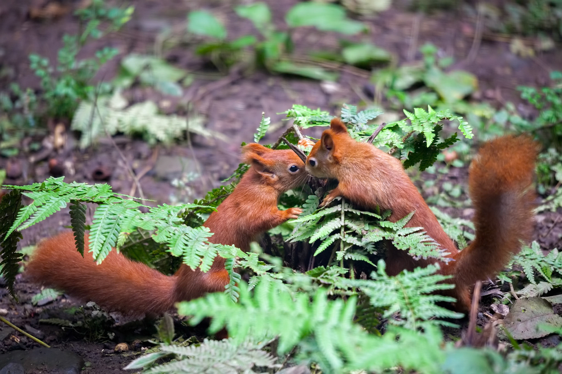 Two Eurasian Red Squirrels (Sciurus vulgaris) Playing