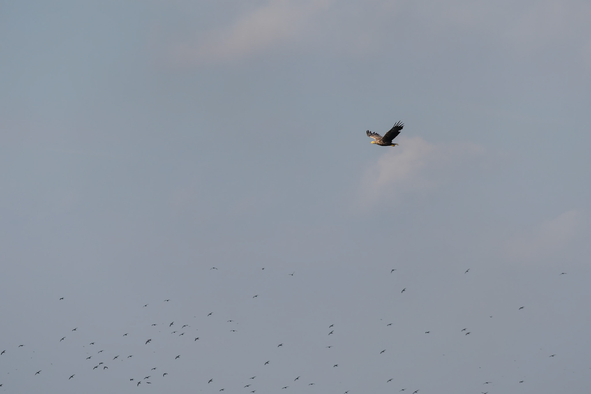 White-tailed Eagle (haliaeetus albicilla) in the Danube Delta