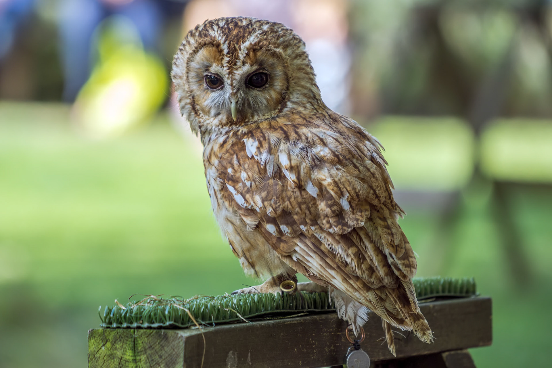 Tawny Owl (Strix aluco)