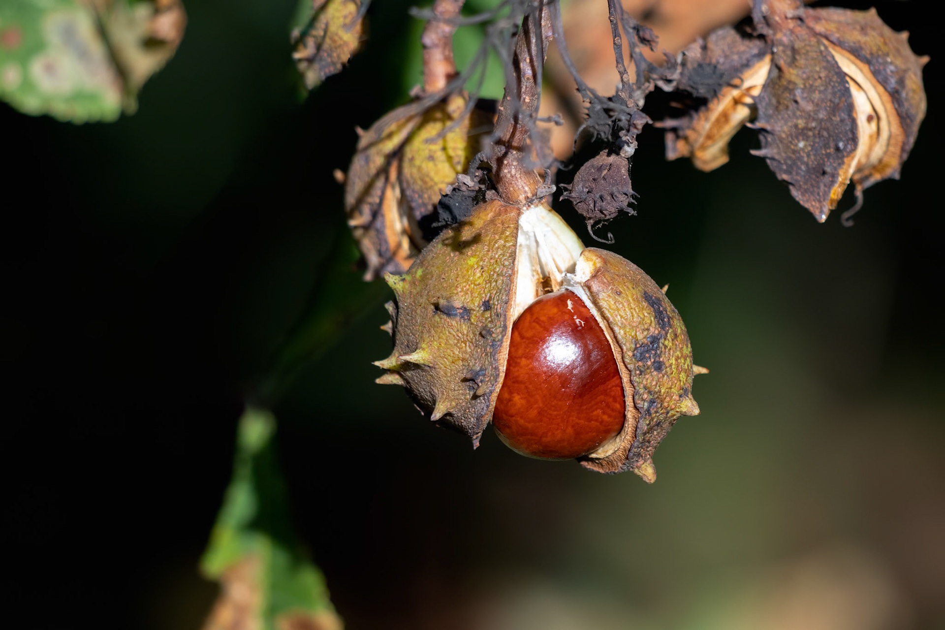 Ripe fruit of the Horse Chestnut tree commonly called conkers