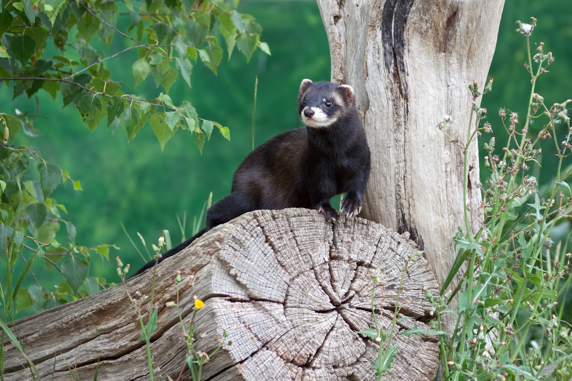 Polecat Coloured Ferret