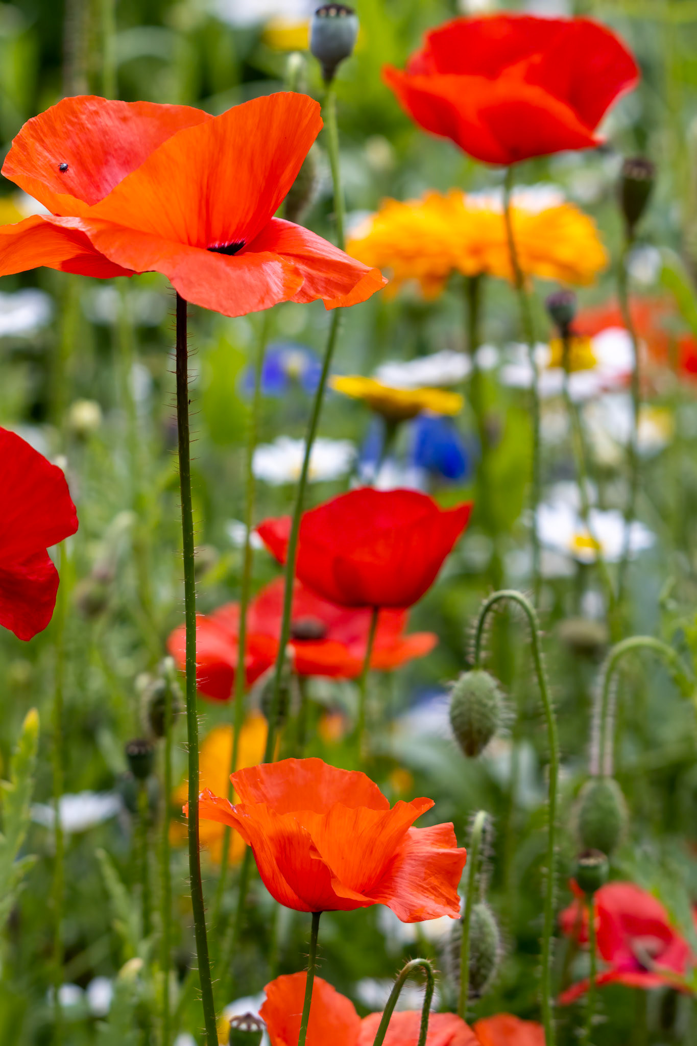 Poppies flowering in a strip of wildflowers in East Grinstead