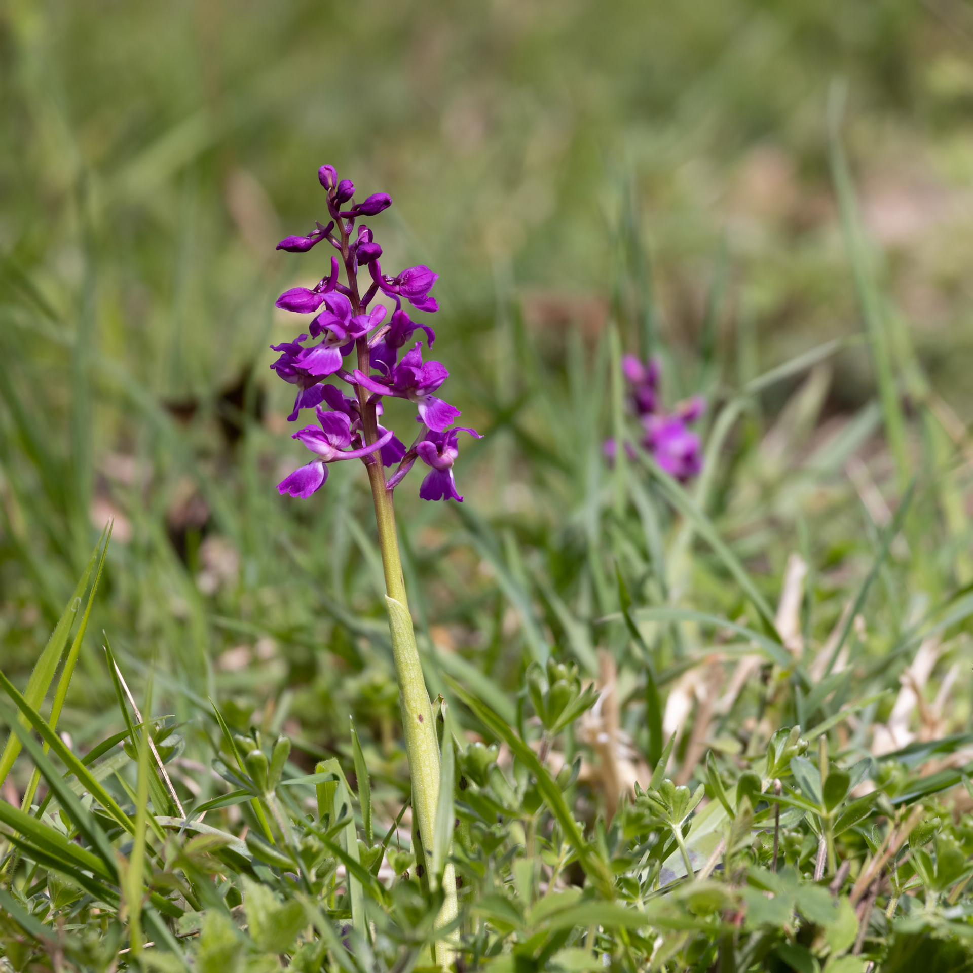 An Early Purple Orchid flowering near East Grinstead