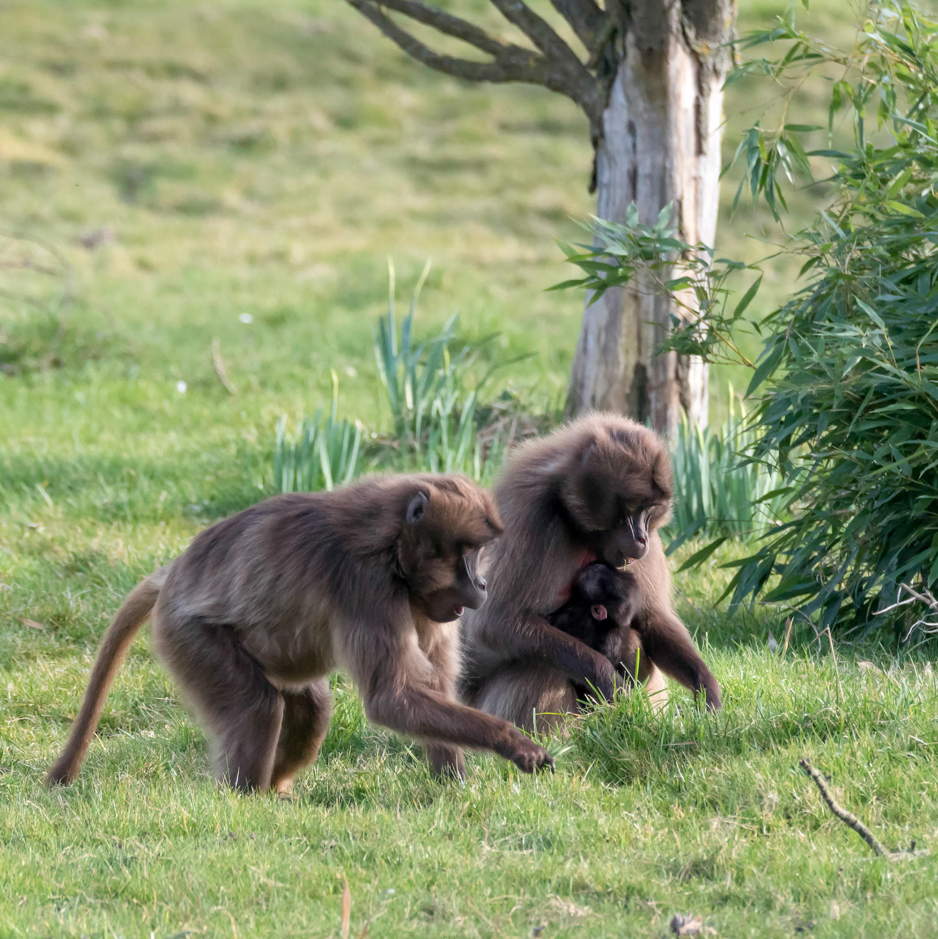 Gelada Baboon (Theropithecus gelada)